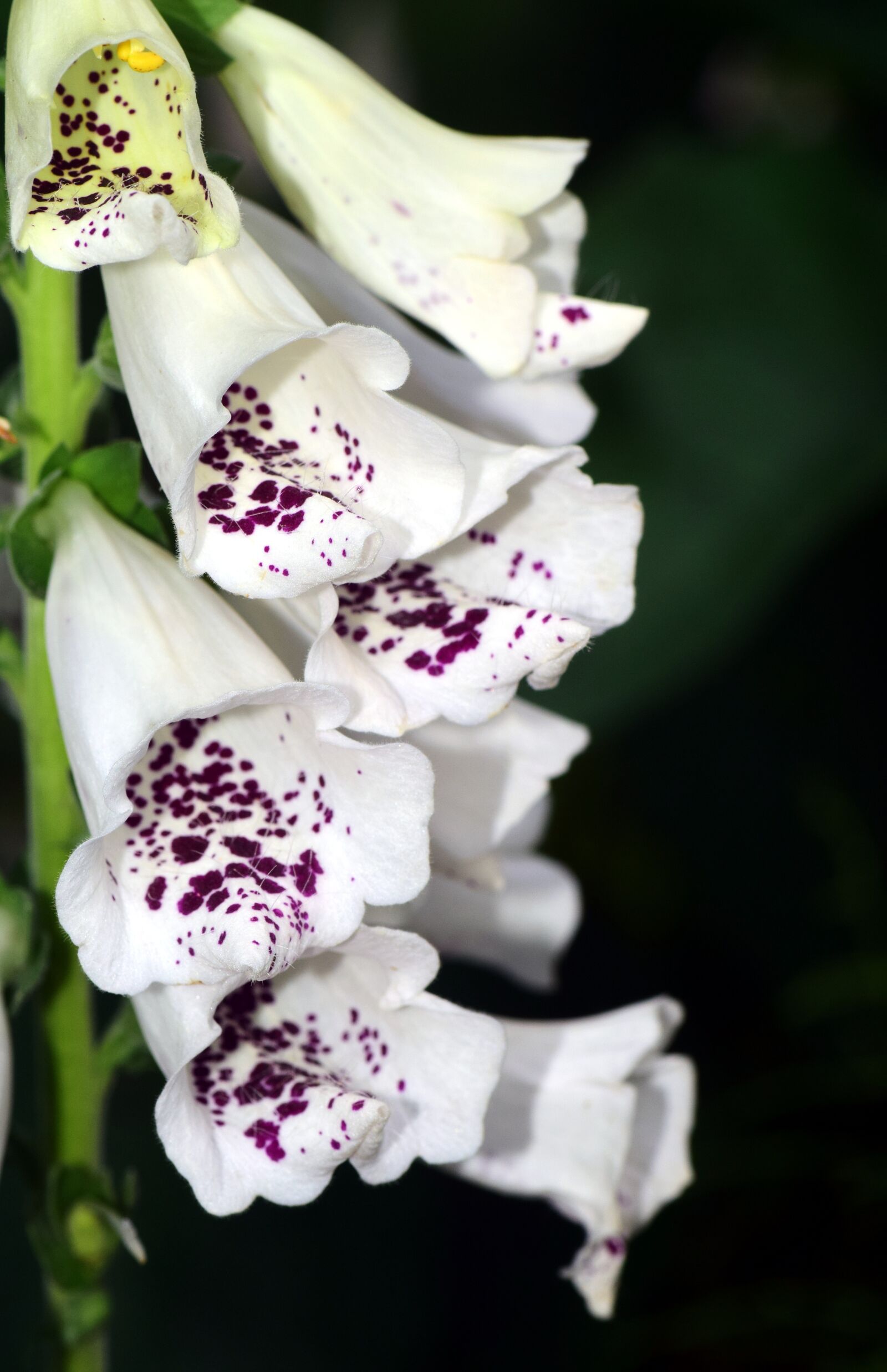 Nikon D3300 sample photo. Thimble, white, white foxglove photography