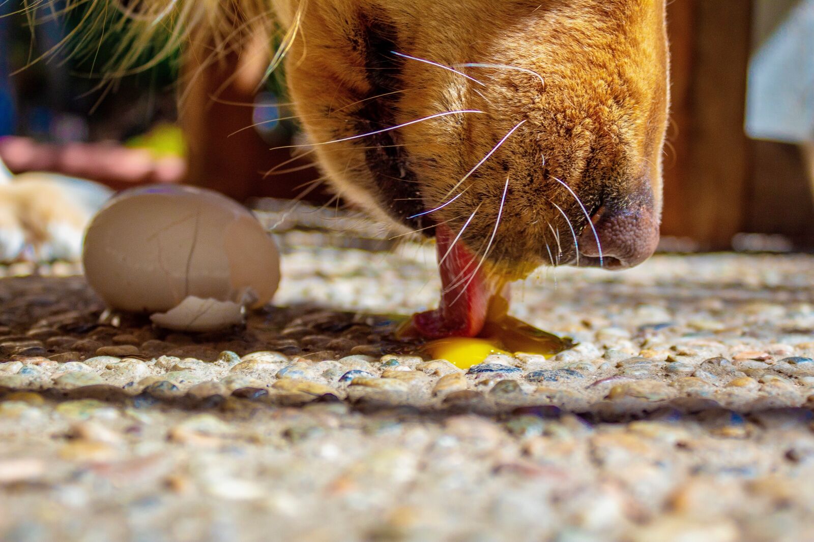 Canon EOS 1300D (EOS Rebel T6 / EOS Kiss X80) sample photo. Dog, eating, licking photography