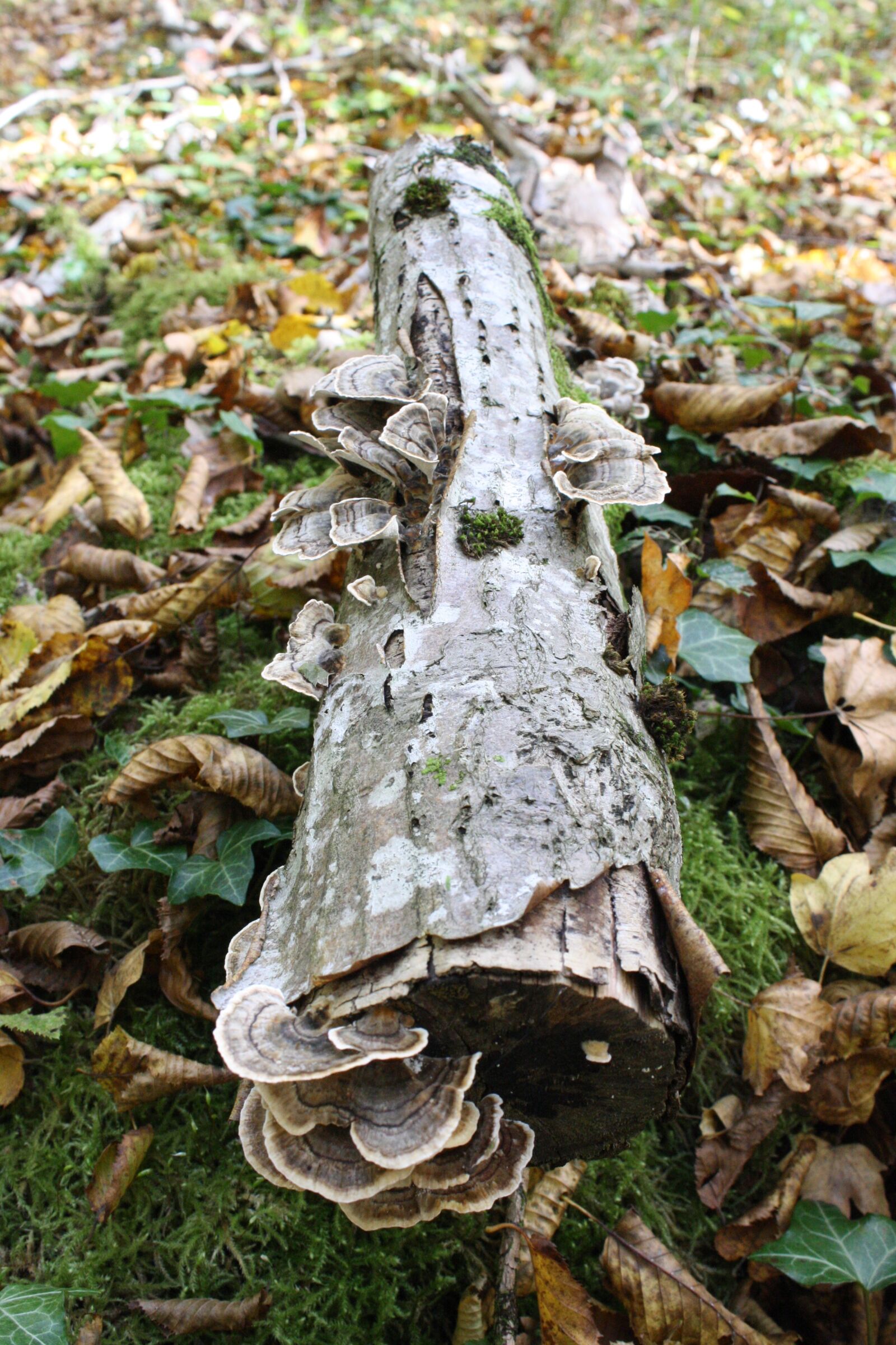 Canon EOS 1000D (EOS Digital Rebel XS / EOS Kiss F) sample photo. Fungus, forest, nature photography