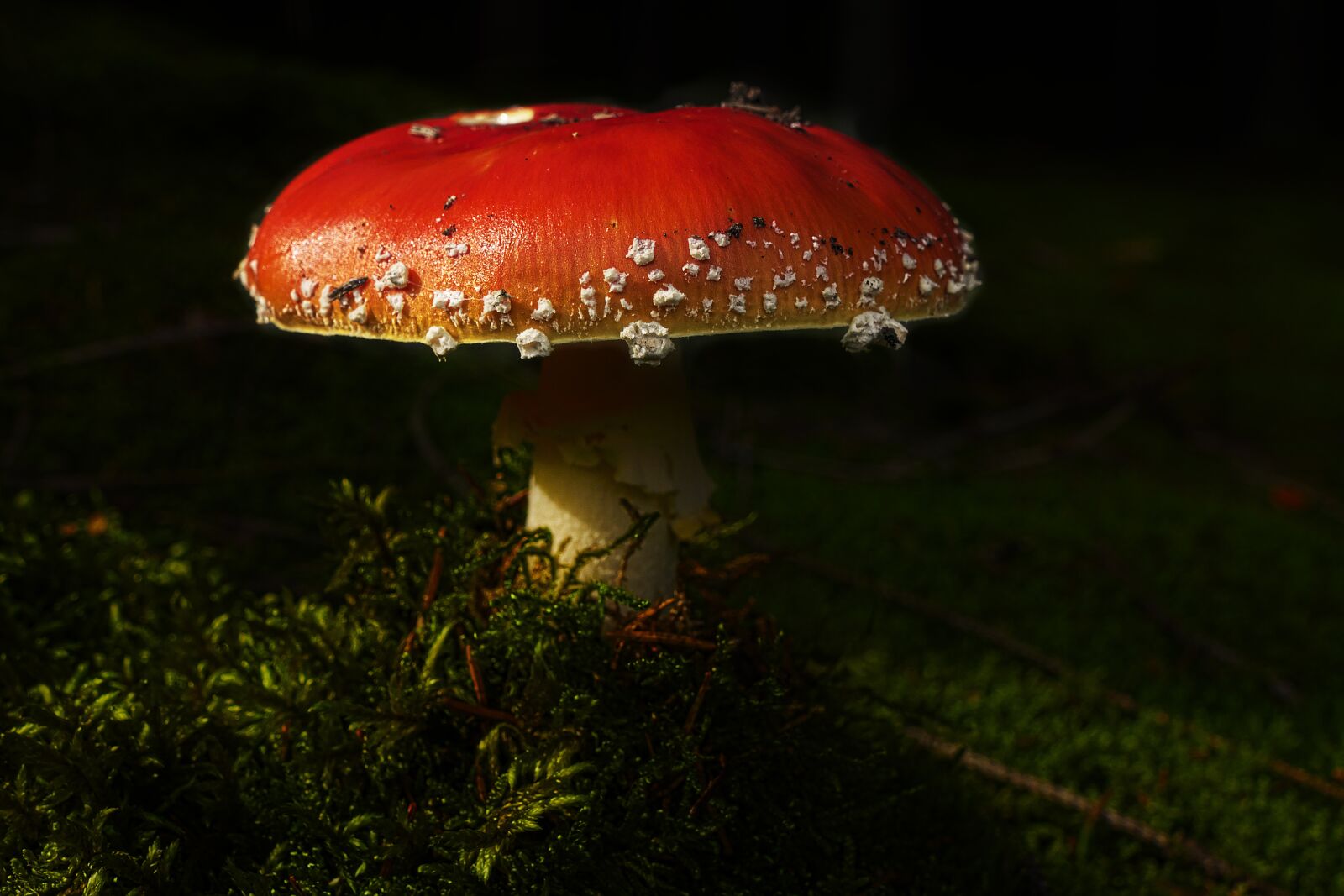 Panasonic Lumix DMC-FZ1000 sample photo. Mushroom, fly agaric, forest photography