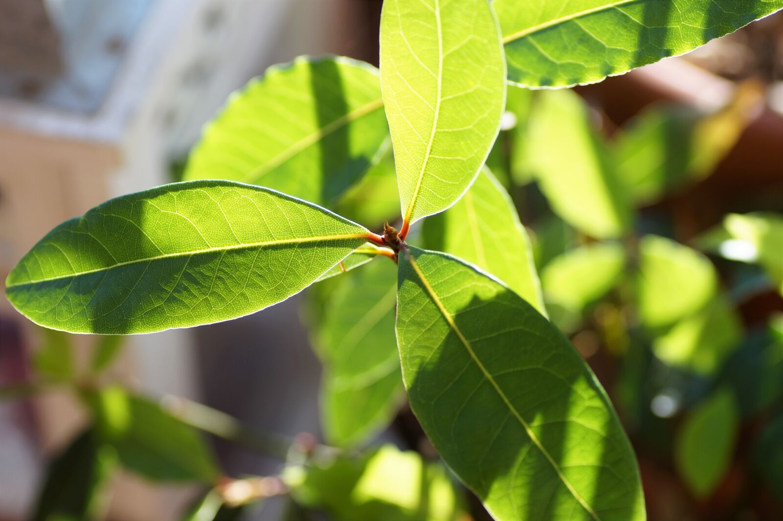 Sony SLT-A58 sample photo. Bay leaf, laurel, kitchen photography