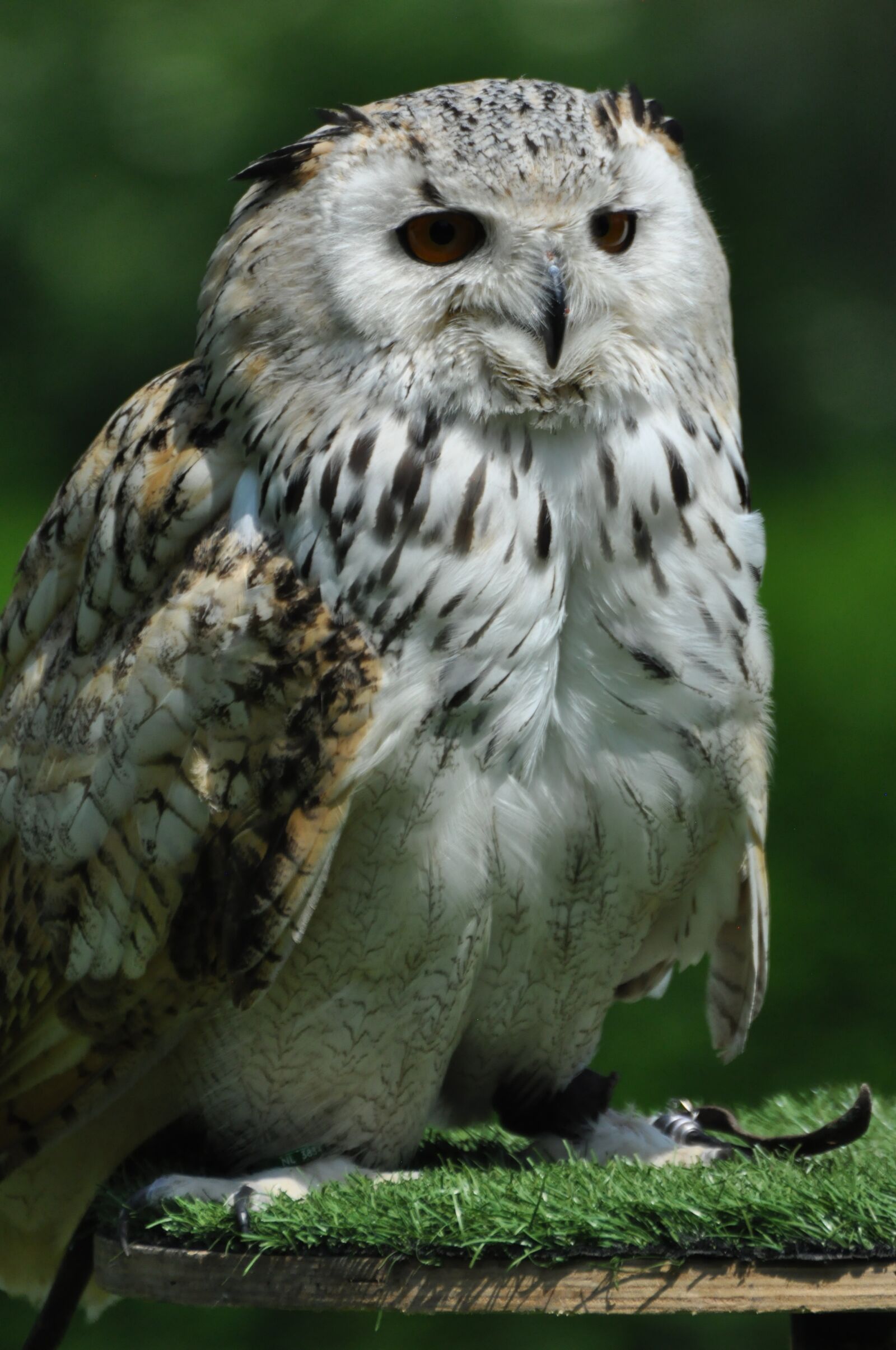 Nikon D90 sample photo. Snowy owl, bird, animal photography