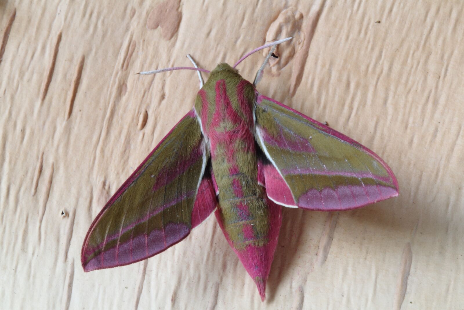 Canon EOS 500D (EOS Rebel T1i / EOS Kiss X3) sample photo. Moth, nature, insect photography