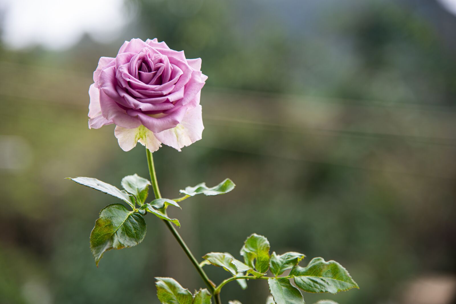 Nikon D610 sample photo. October pink, landscapes, flowers photography