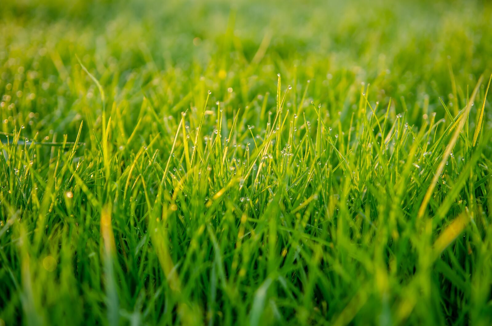 Nikon D7000 sample photo. Grass, green, macro photography
