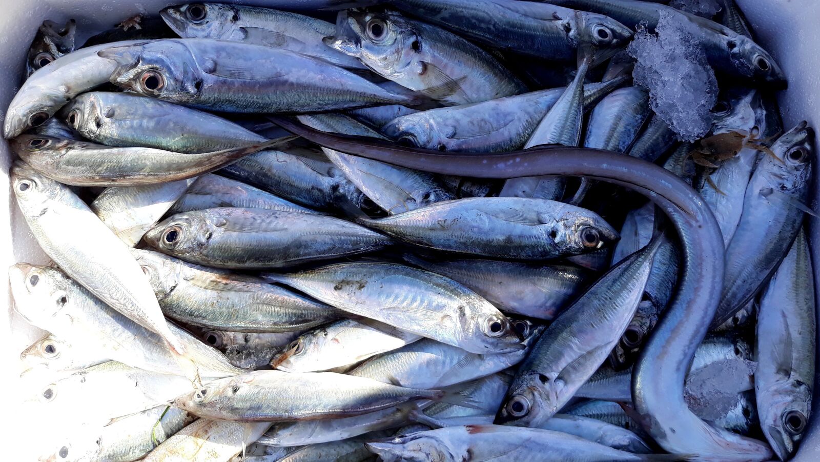 Samsung Galaxy J5 sample photo. Fish, fished, fresh photography