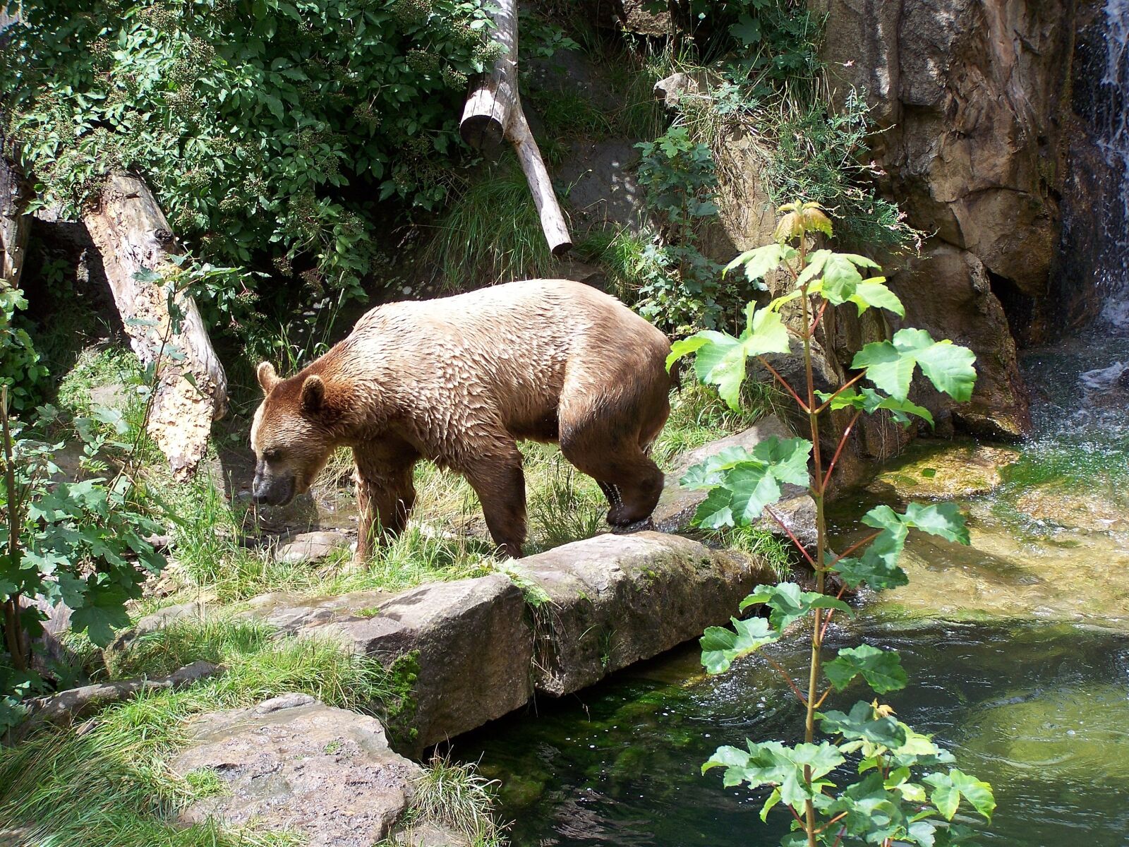Kodak EASYSHARE ZD710 ZOOM DIGITAL CAMERA sample photo. Bear, zoo, alpine zoo photography