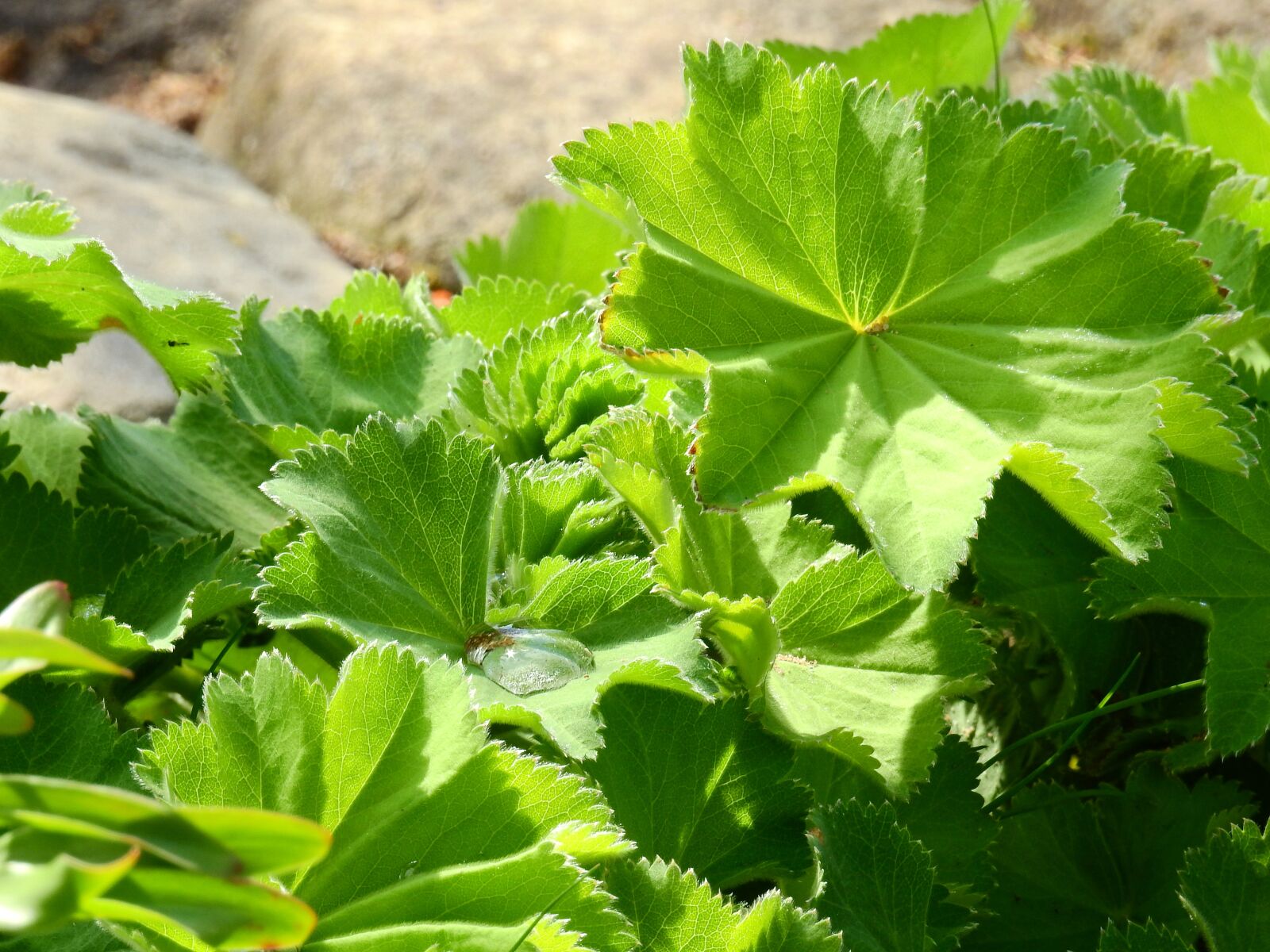 Nikon Coolpix P900 sample photo. Alchemilla, frauenmantel, leaf photography