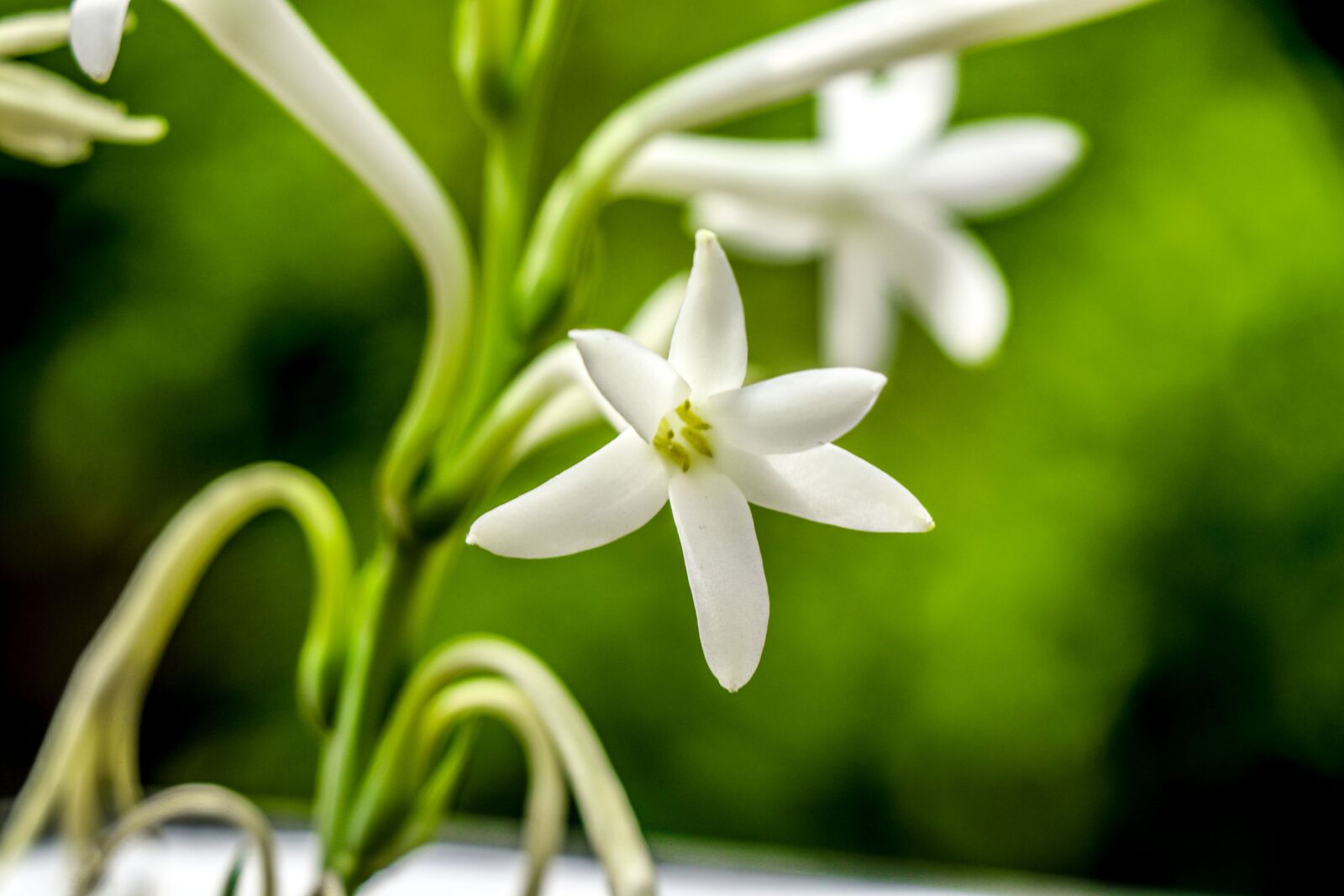 Canon EF-S 18-135mm F3.5-5.6 IS USM sample photo. White, flower, green photography