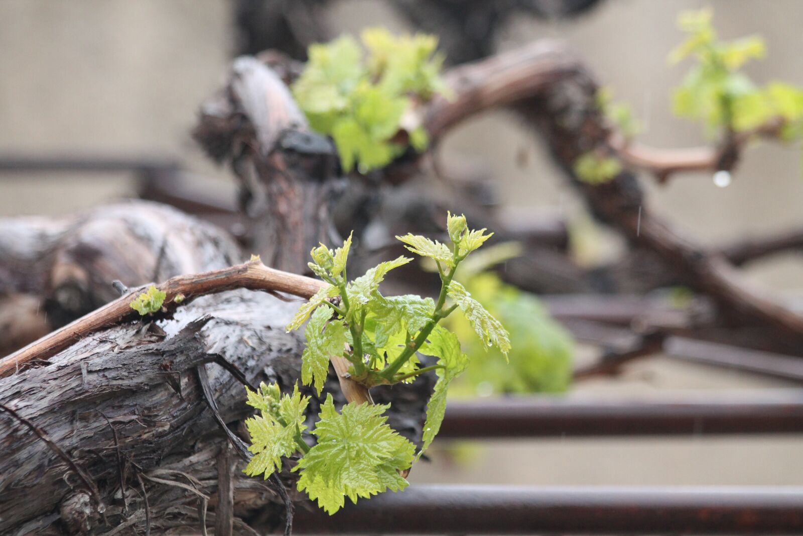 Canon EOS 1100D (EOS Rebel T3 / EOS Kiss X50) + Canon EF 70-300mm F4-5.6 IS USM sample photo. Grapes, iran, wine photography