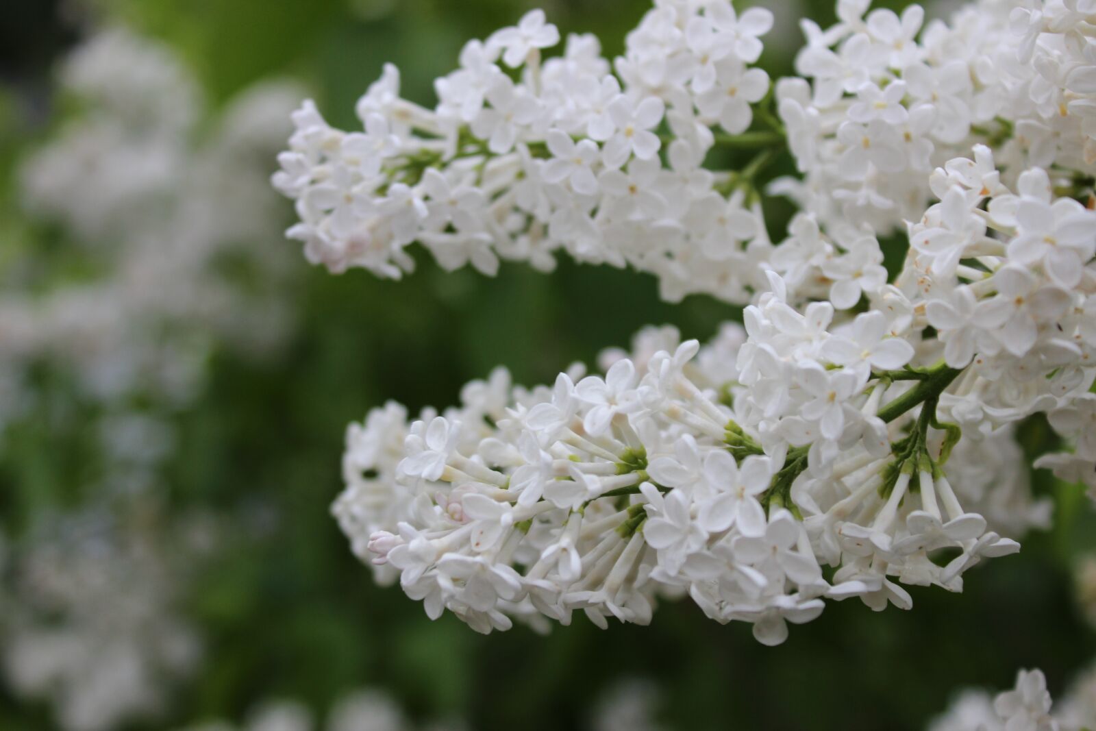Canon EOS 600D (Rebel EOS T3i / EOS Kiss X5) sample photo. Lilac, white, flowers photography