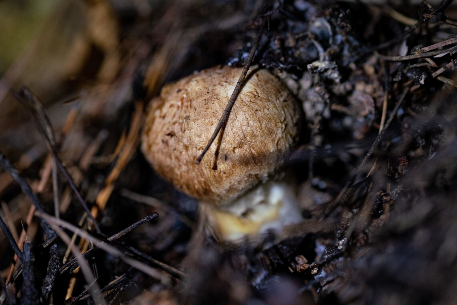 105mm F2.8 sample photo. Mushroom, pine mushroom, food photography