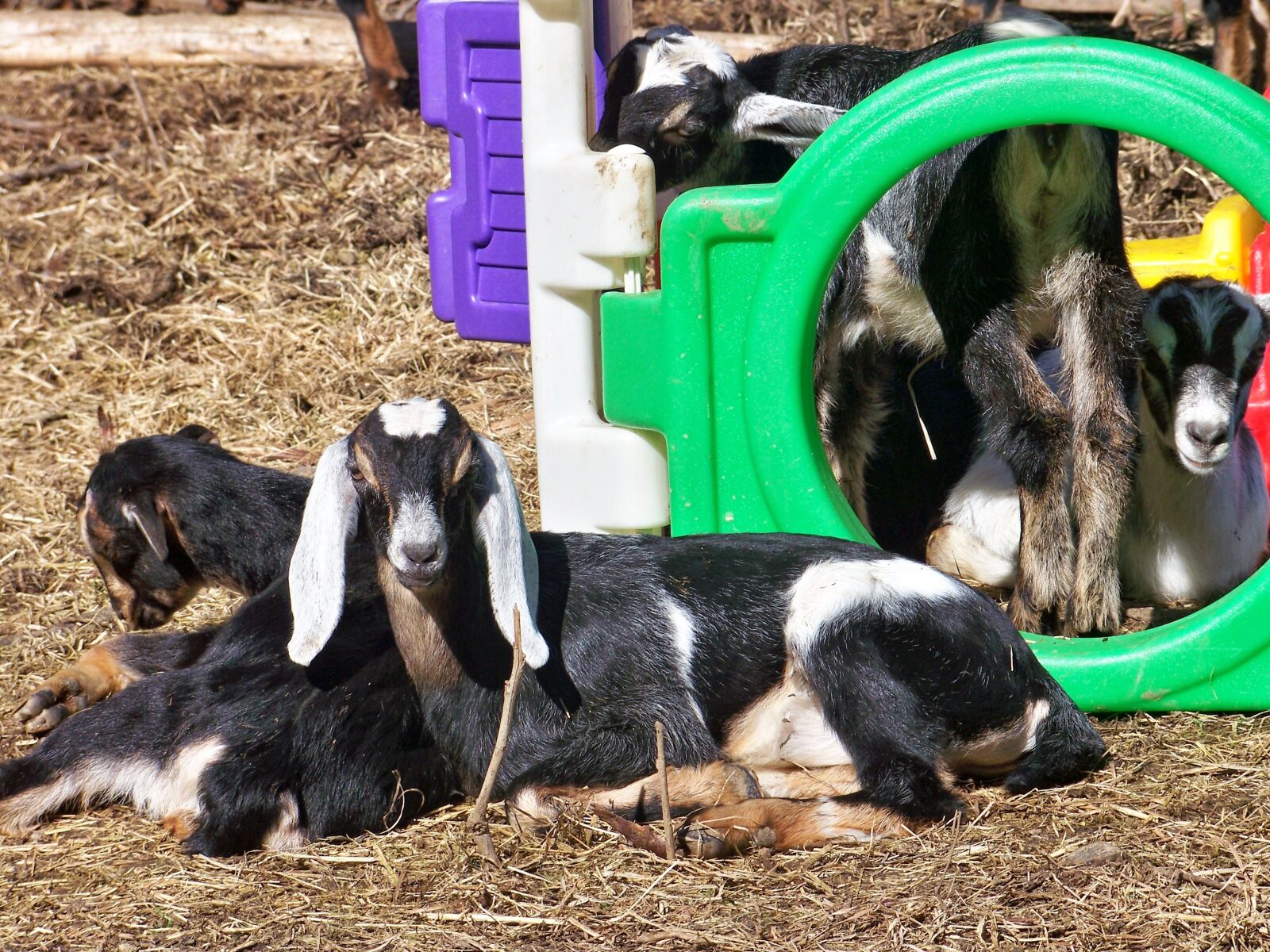 Kodak EASYSHARE Z1012 IS DIGITAL CAMERA sample photo. Goats, nubian, kids photography