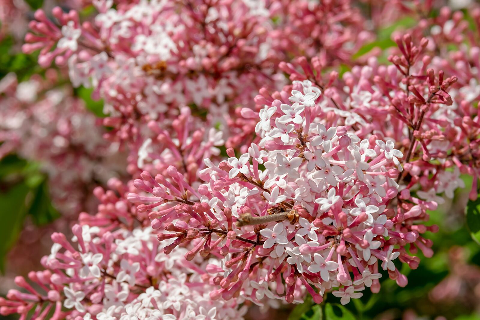 Fujifilm XF 55-200mm F3.5-4.8 R LM OIS sample photo. Lilac, small-leaf lilac, flowers photography