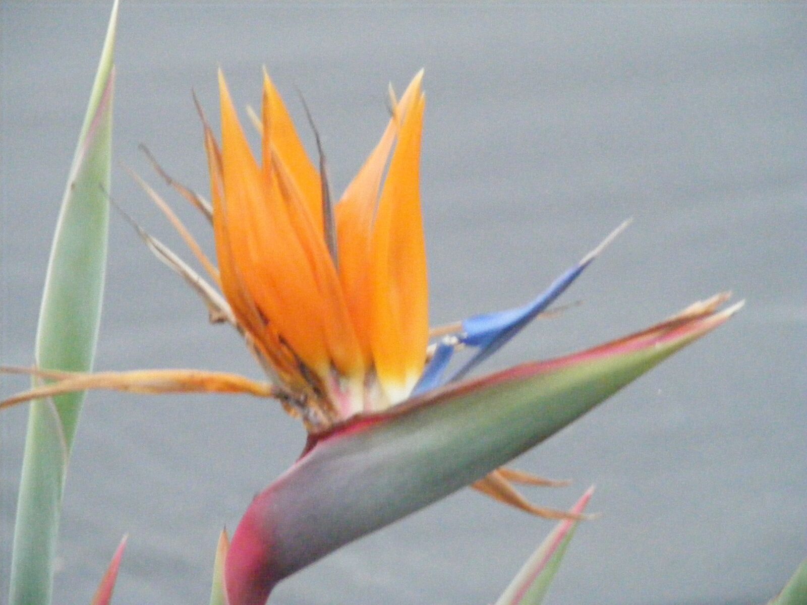 Fujifilm FinePix S5700 S700 sample photo. Flower, bird of paradise photography