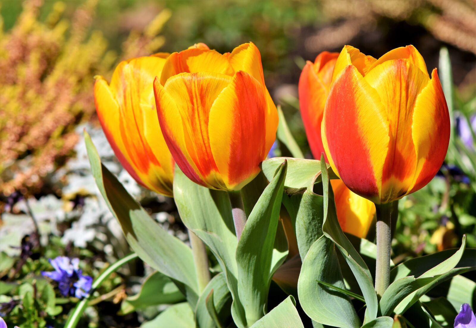 Nikon D7200 sample photo. Tulip, tulip bouquet, blossom photography