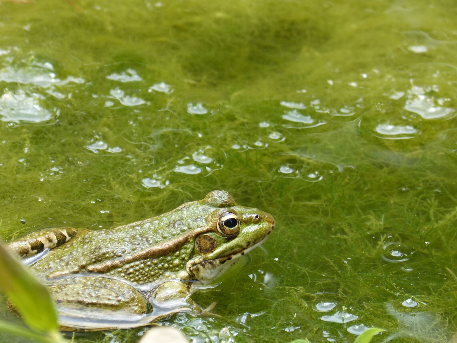 Panasonic DMC-FZ62 sample photo. Frog, raft, algae photography