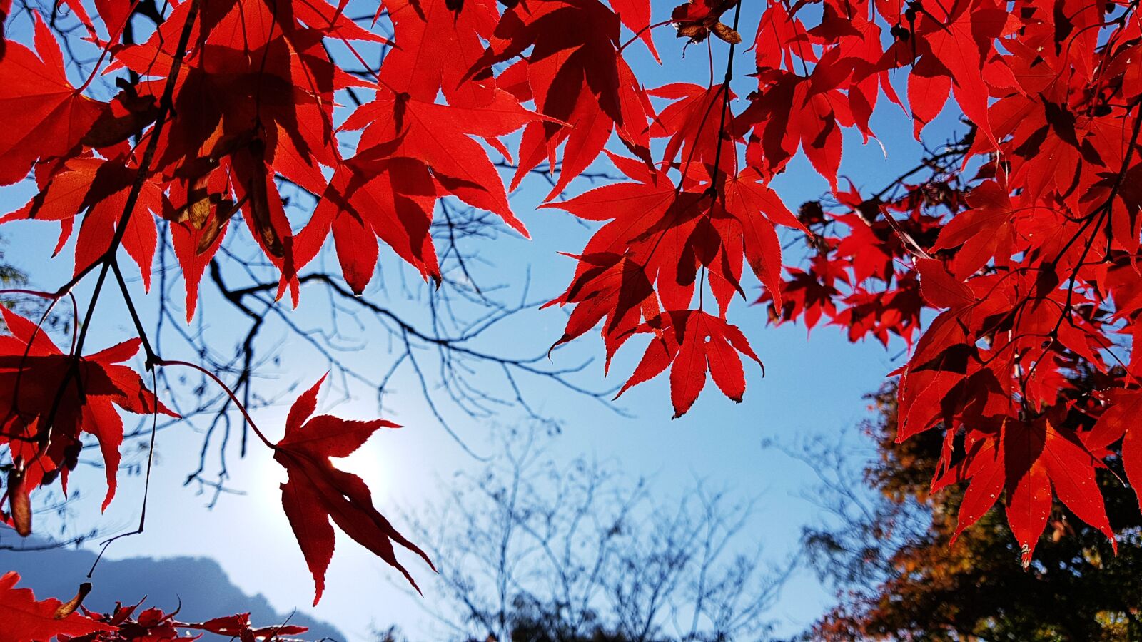 Samsung Galaxy S7 sample photo. Autumn, autumn leaves, jeongeup photography