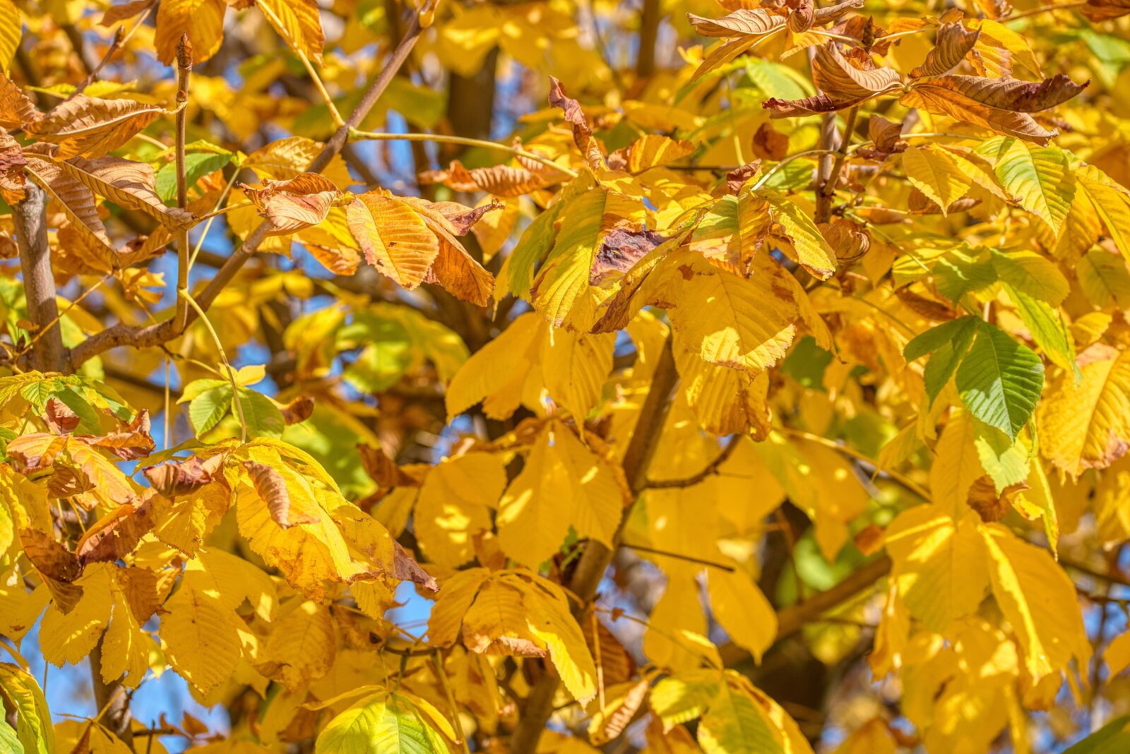 Nikon D750 sample photo. Chestnut tree, autumn, leaves photography