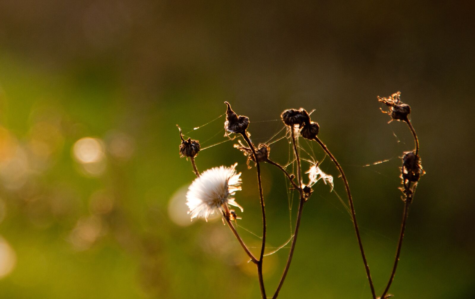 Nikon D90 sample photo. Fall, green, plant photography