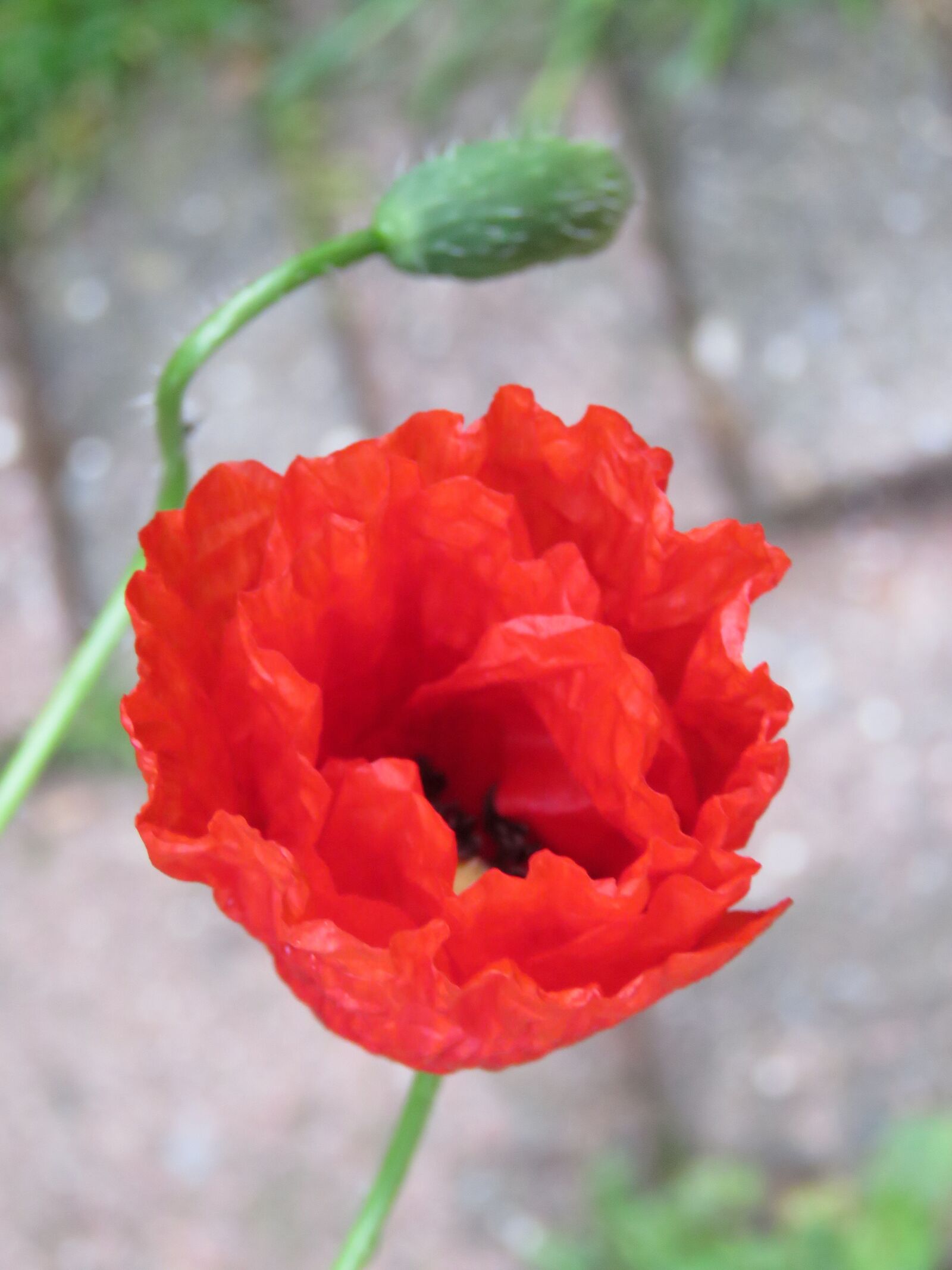 Canon PowerShot SX60 HS sample photo. Poppy, plant, red photography