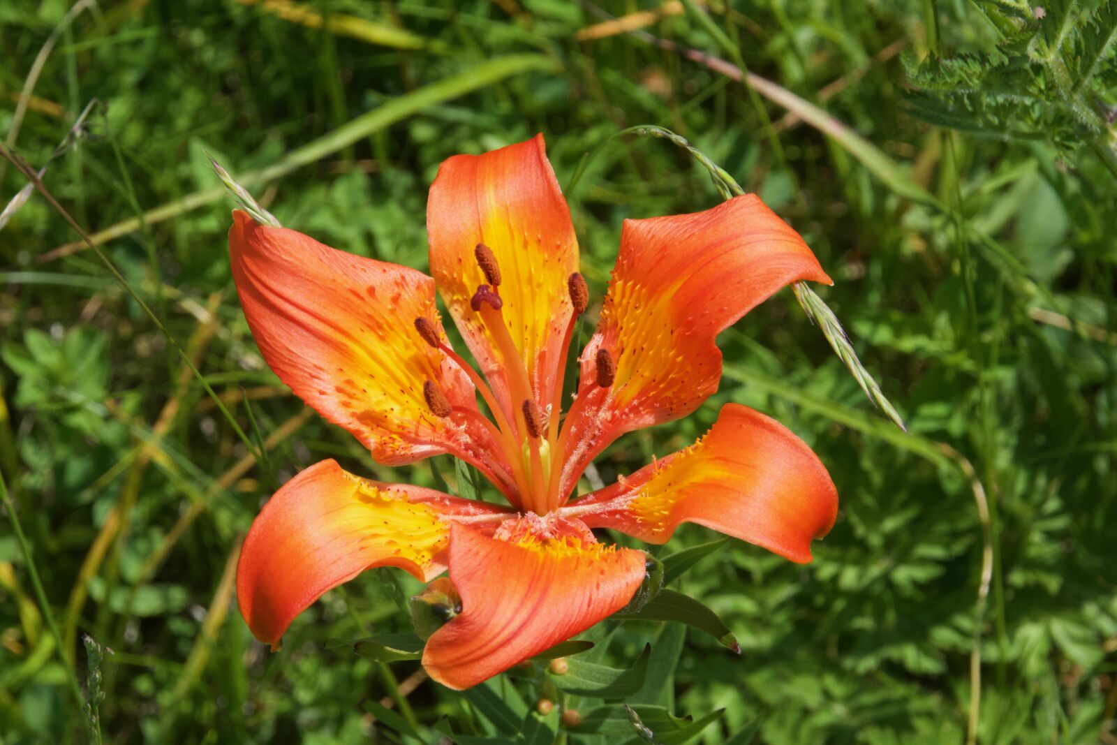 Nikon D7500 sample photo. Lily, tiger lily, blossom photography