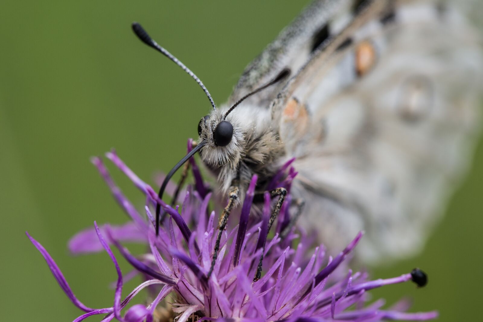 Canon EF 100mm F2.8L Macro IS USM sample photo. Butterfly, nature, insect photography