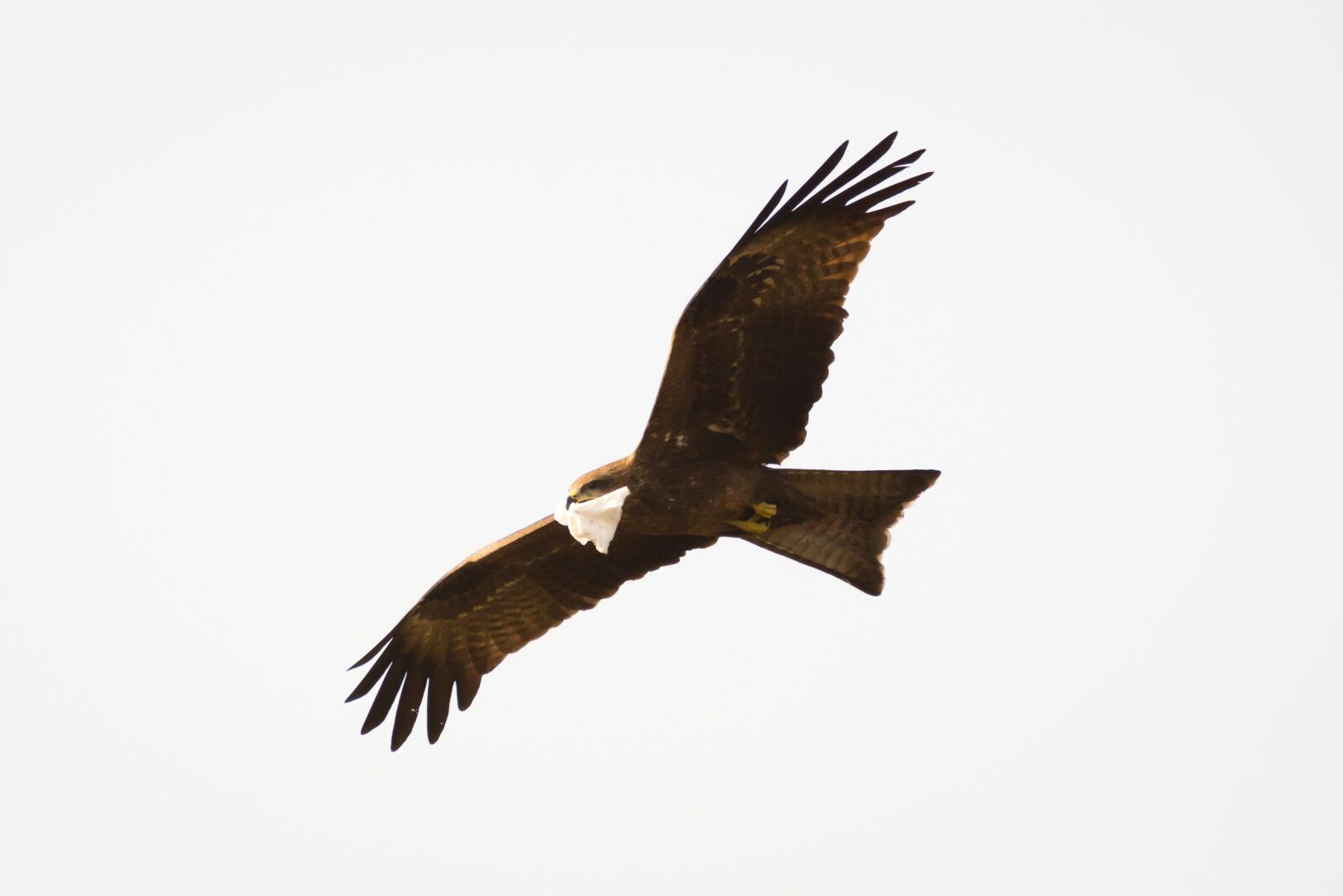 Nikon D7200 sample photo. Bird, flying, nature photography