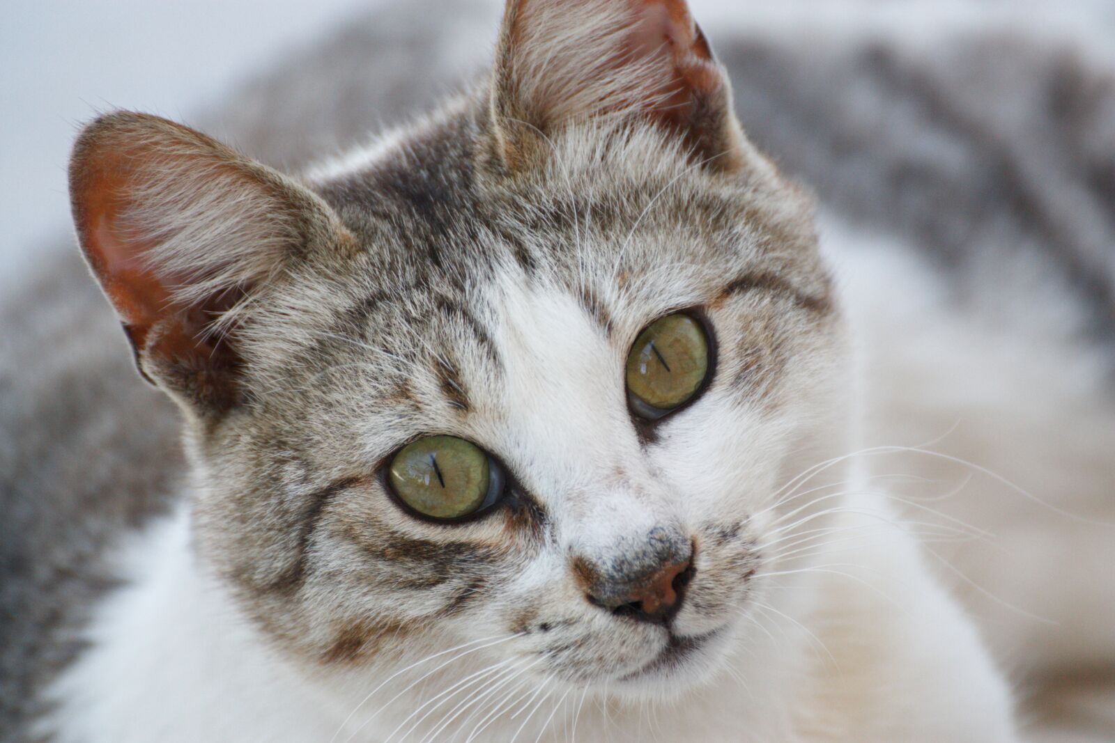 Canon EOS 450D (EOS Rebel XSi / EOS Kiss X2) sample photo. Cat, animal, eyes photography