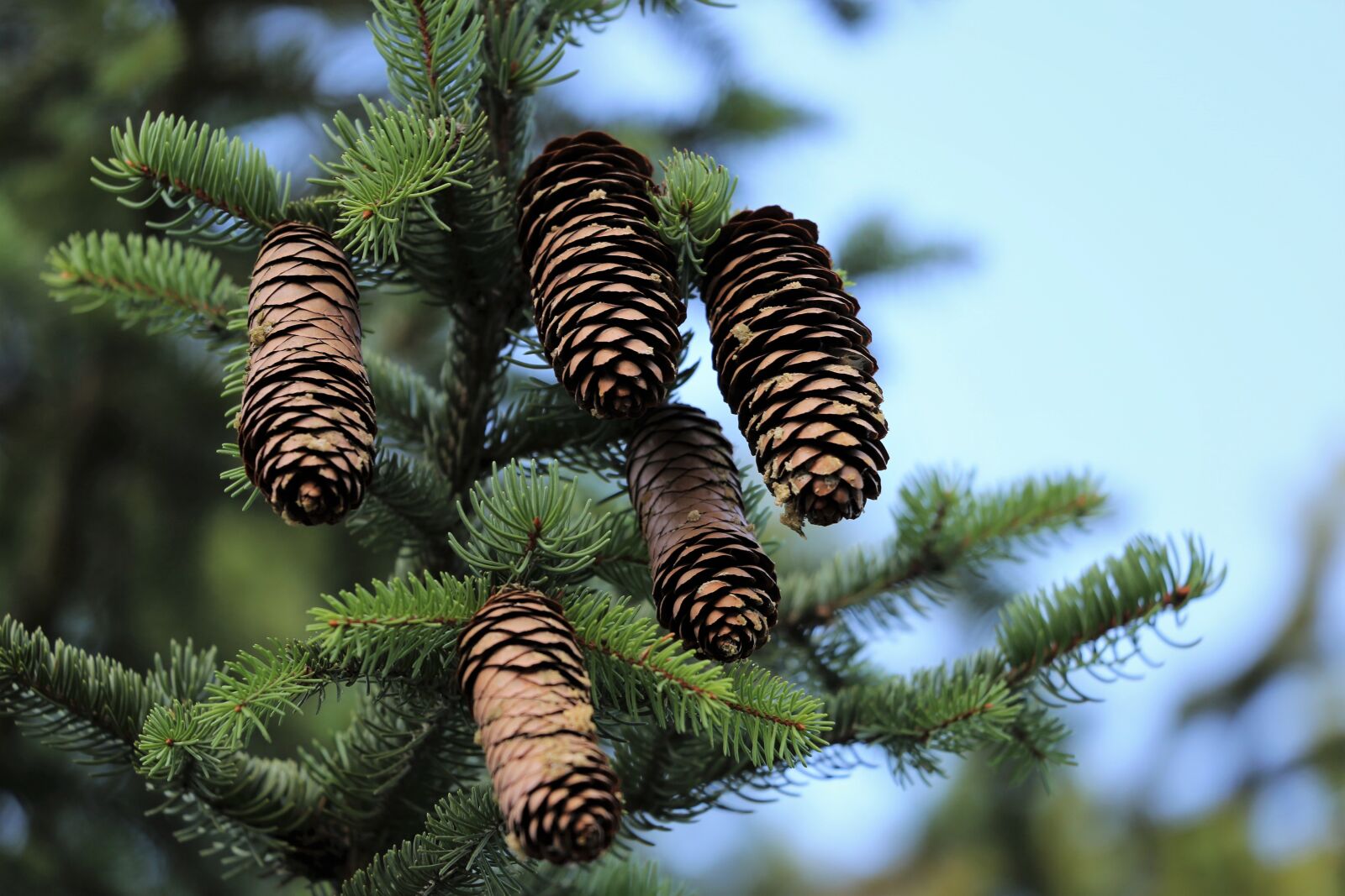 Canon EF 70-300 F4-5.6 IS II USM sample photo. Picea abies, european spruce photography