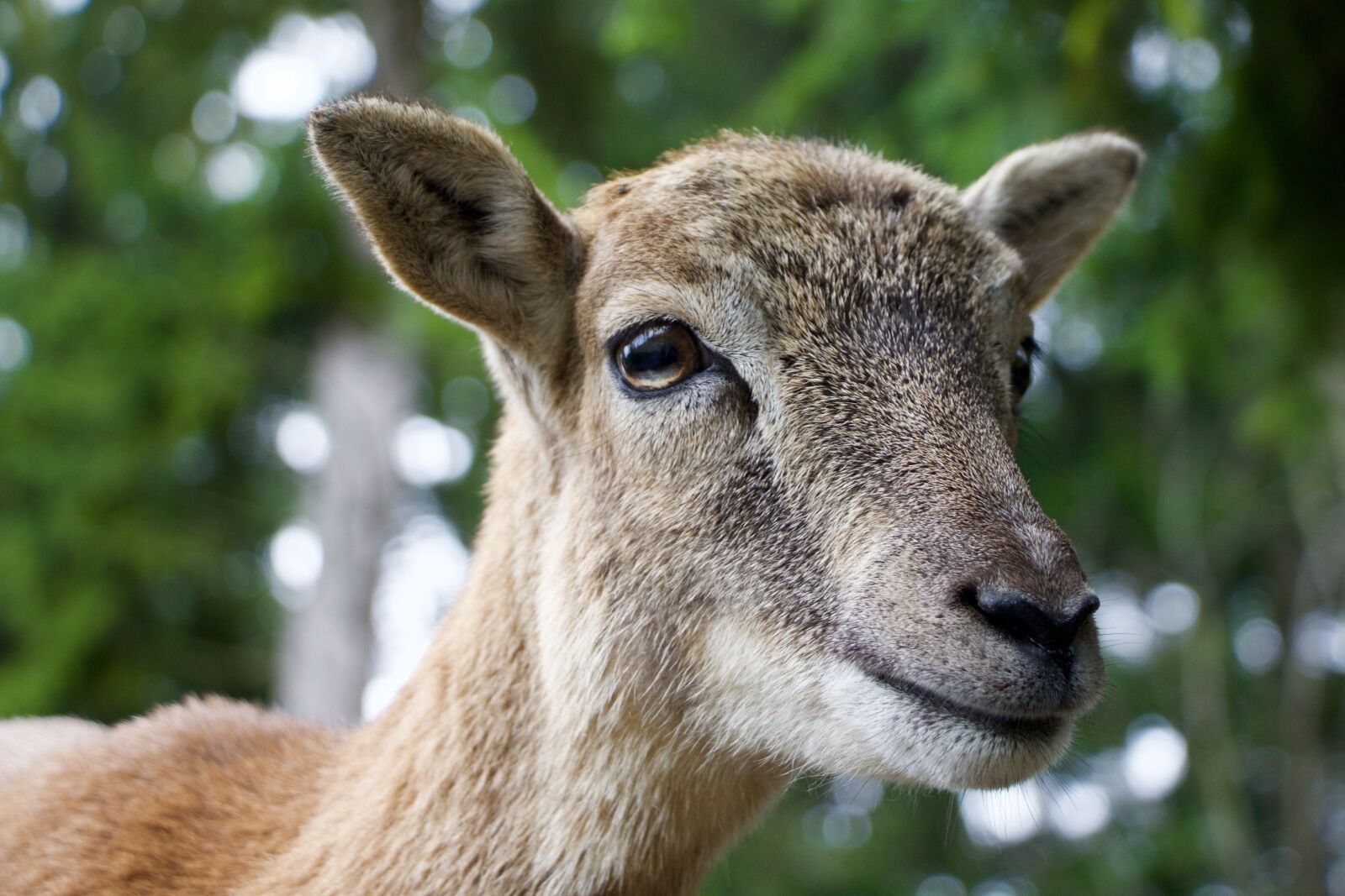 Canon EOS 70D sample photo. Nature, animals, geiss photography