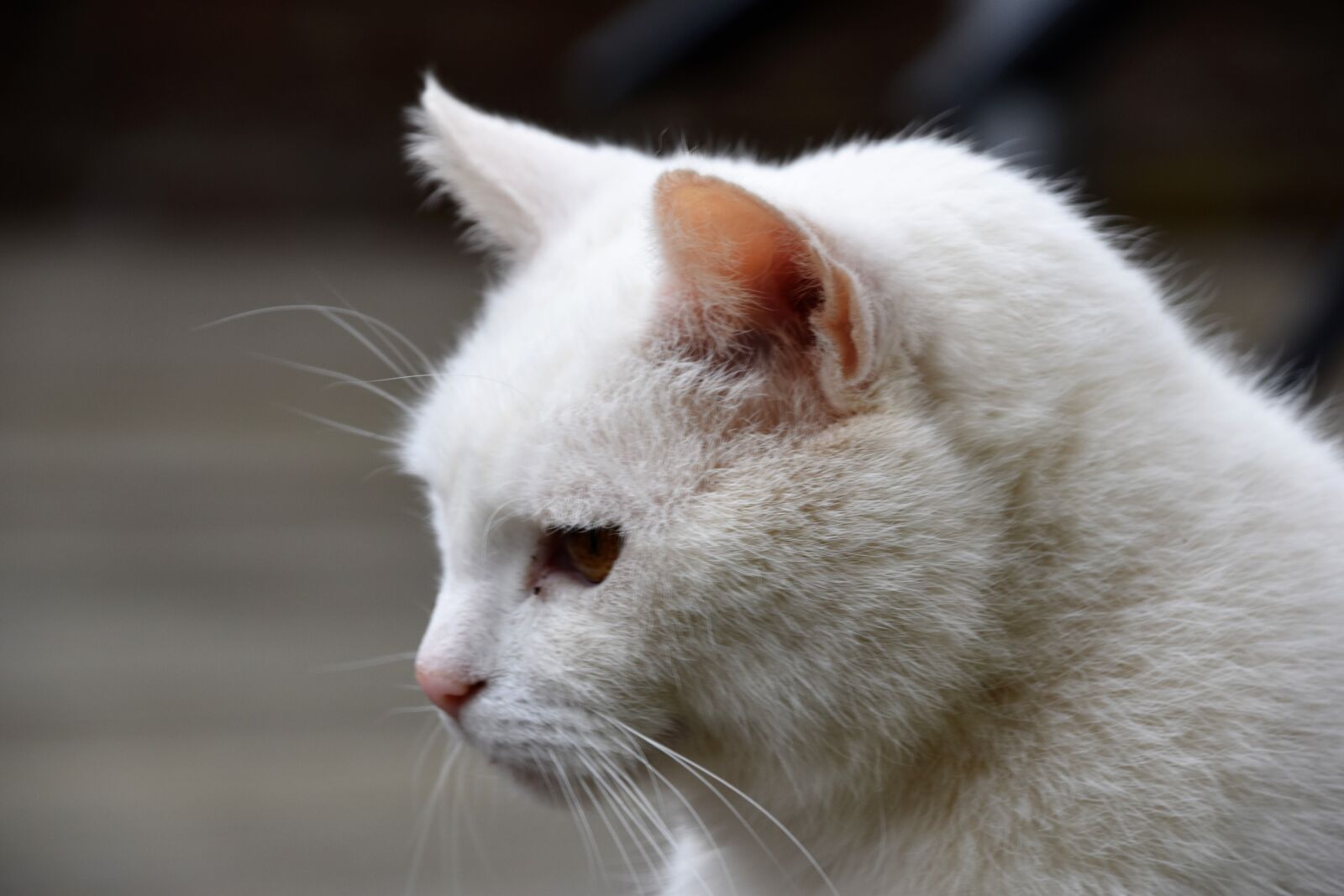 Nikon D5600 sample photo. Animal, mammal, cat photography
