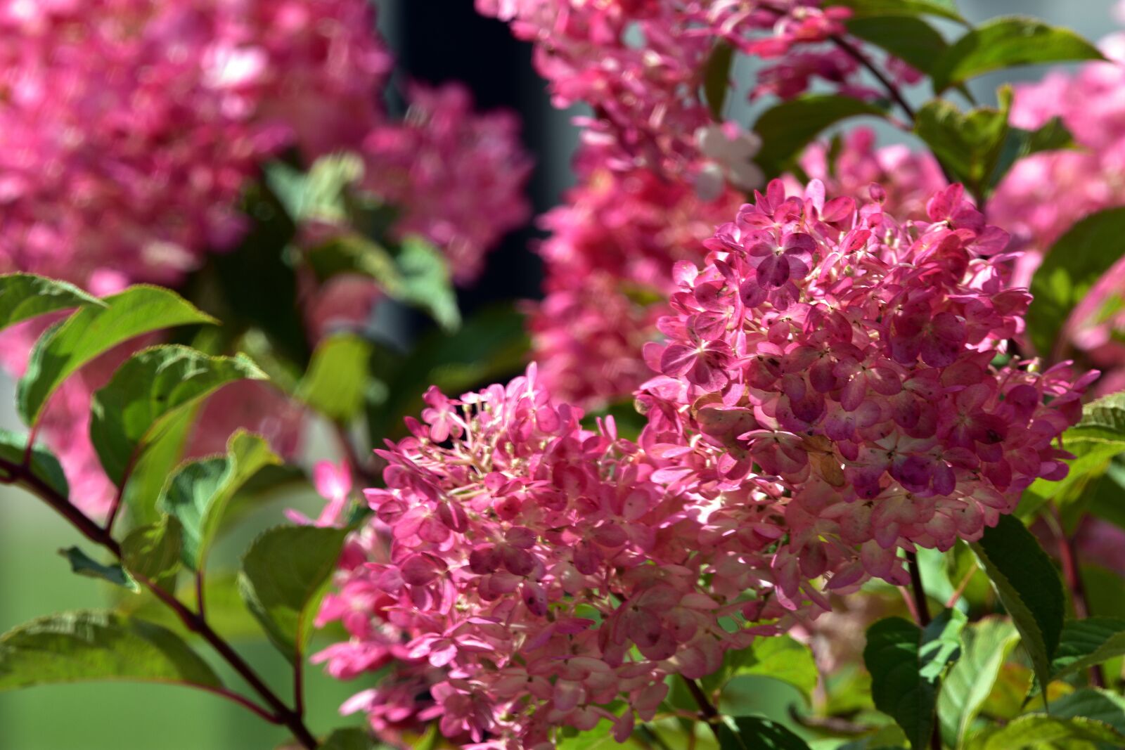 Nikon D3400 sample photo. Flower, flowers, summer photography