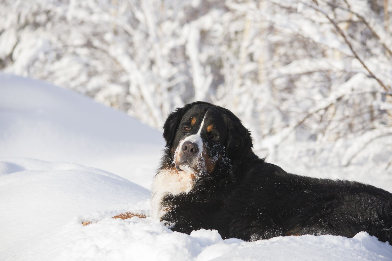 Nikon D7200 sample photo. Bernese mountain dog, dog photography