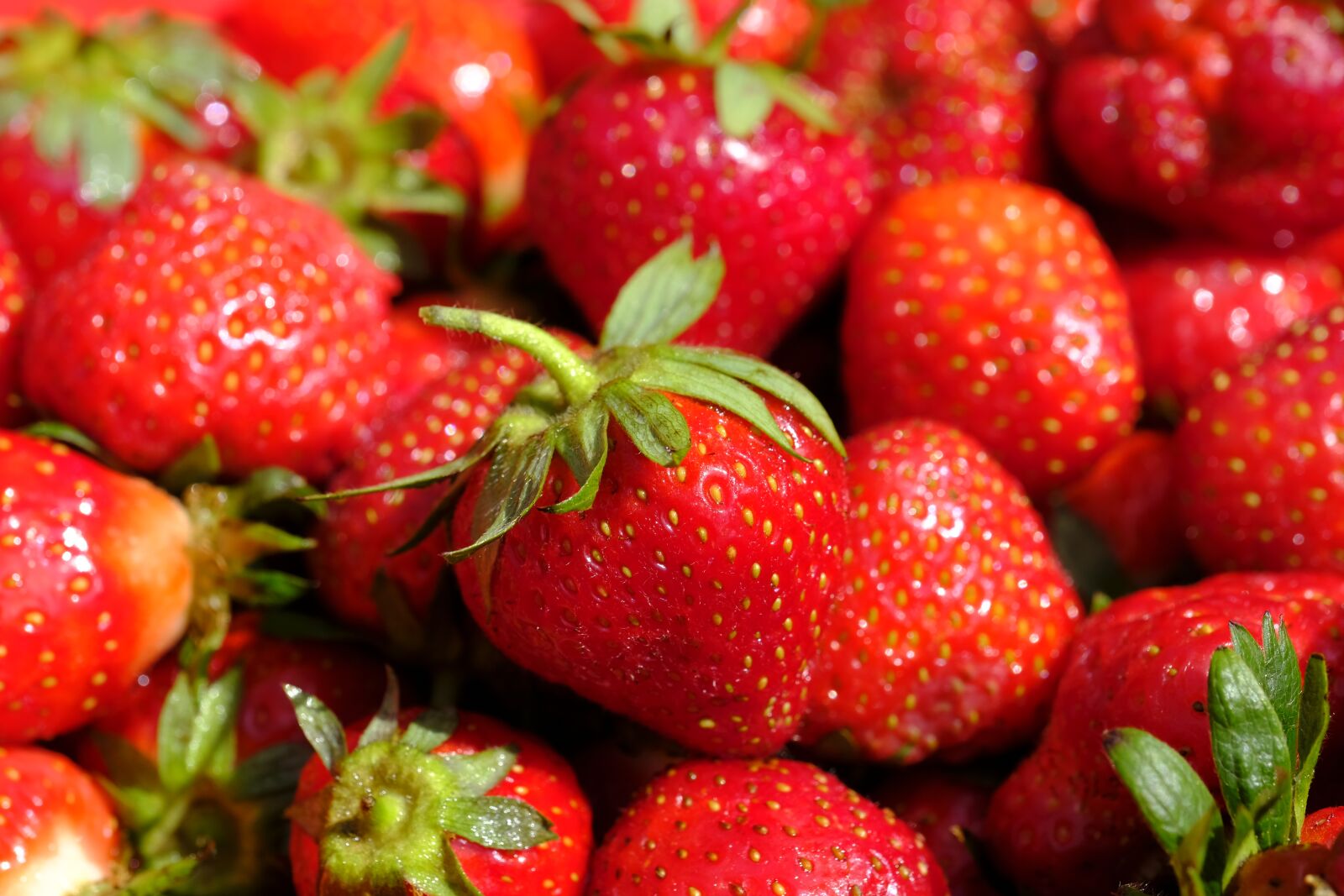 Fujifilm X-T2 + Fujifilm XF 80mm F2.8 R LM OIS WR Macro sample photo. Strawberries, berries, fruit photography