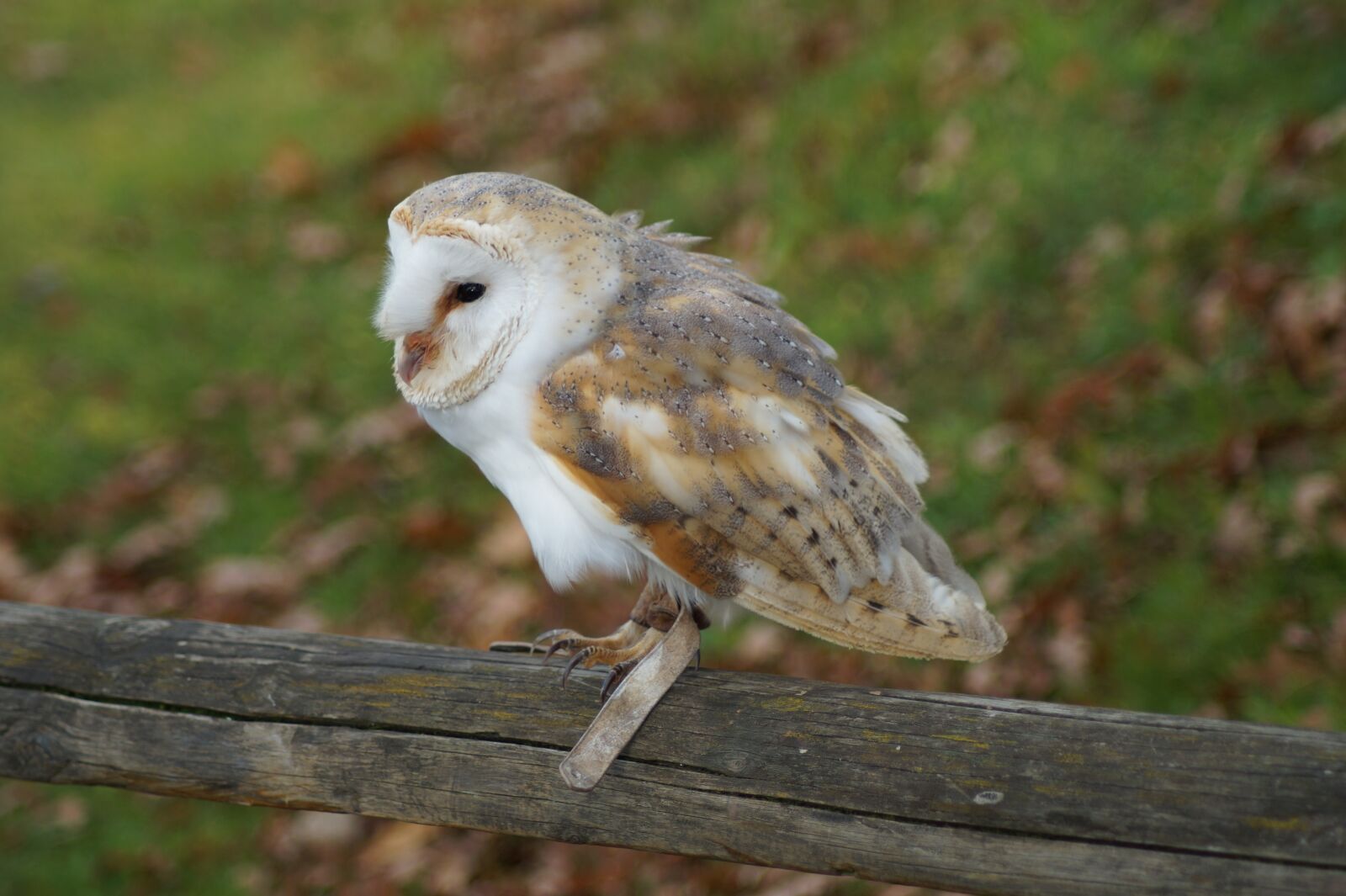 Sony SLT-A58 sample photo. Animal, animal world, nature photography