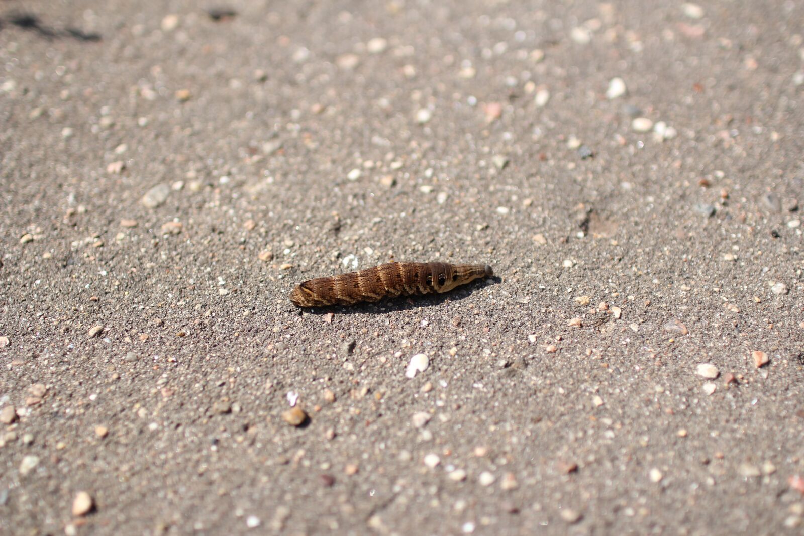 Canon EOS 60D sample photo. Caterpillar, creeps, road photography
