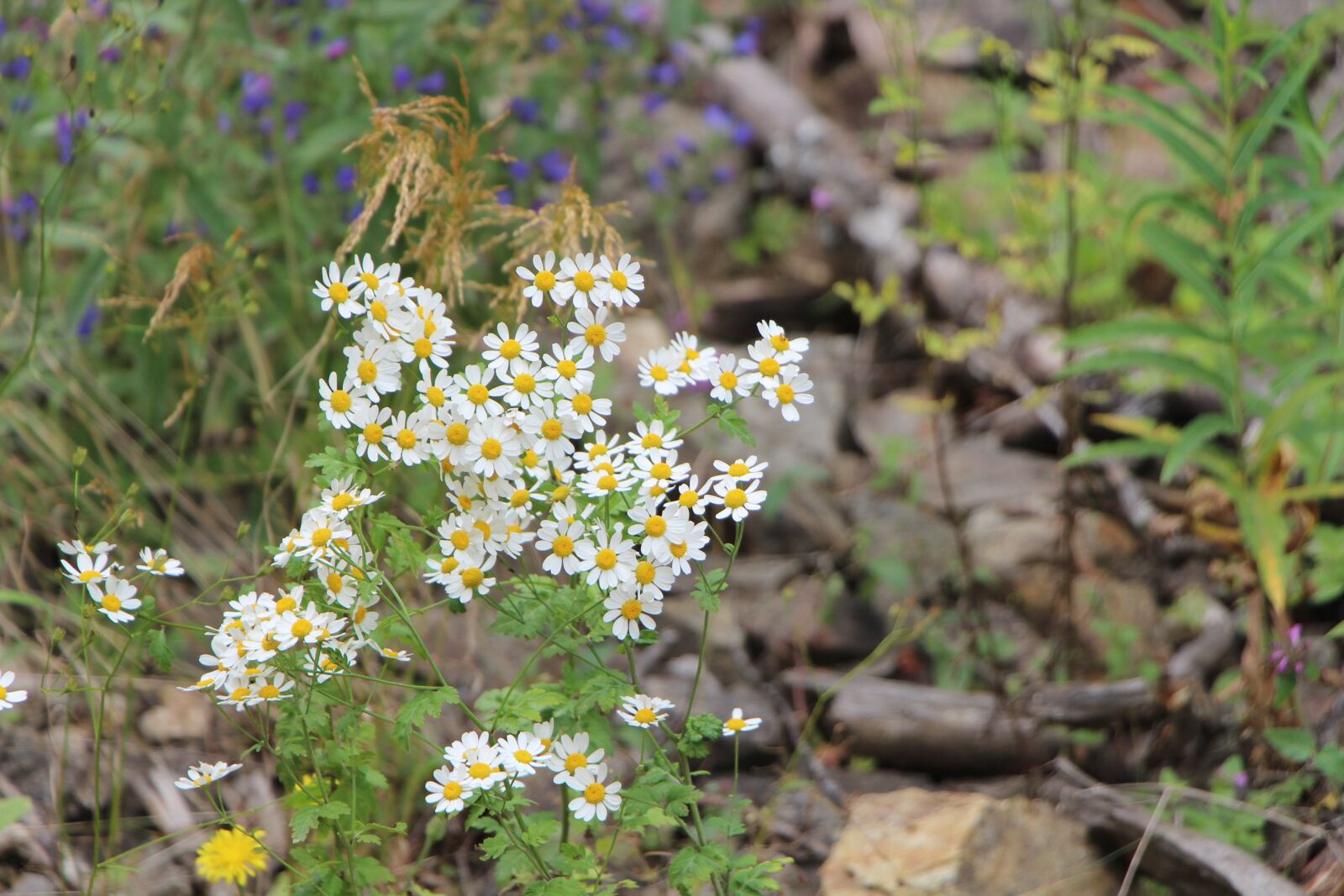 Canon EF-S 18-135mm F3.5-5.6 IS USM sample photo. Daisy, flower, spring photography