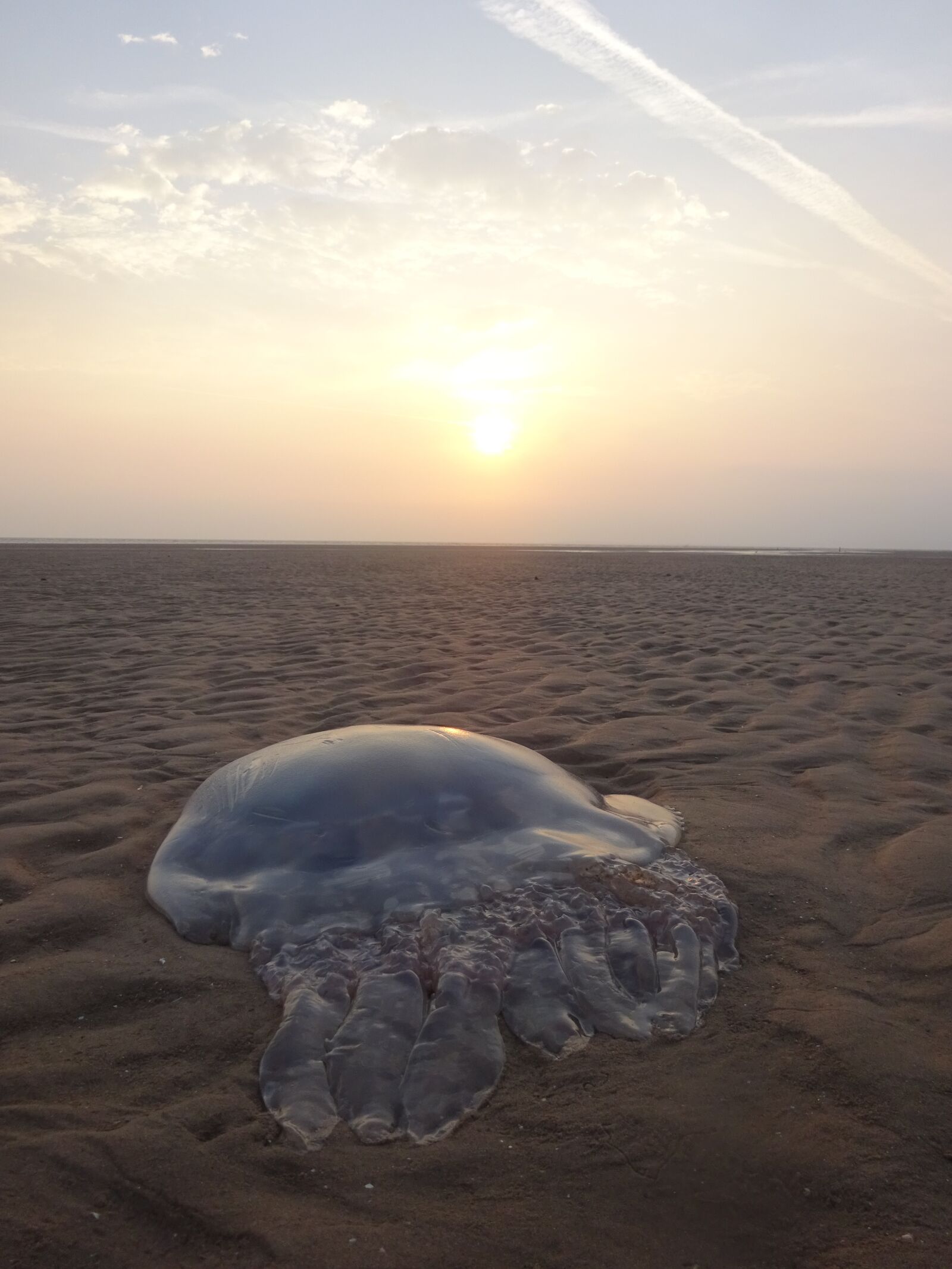 Sony Cyber-shot DSC-WX350 sample photo. Beach, stranded, jellyfish photography