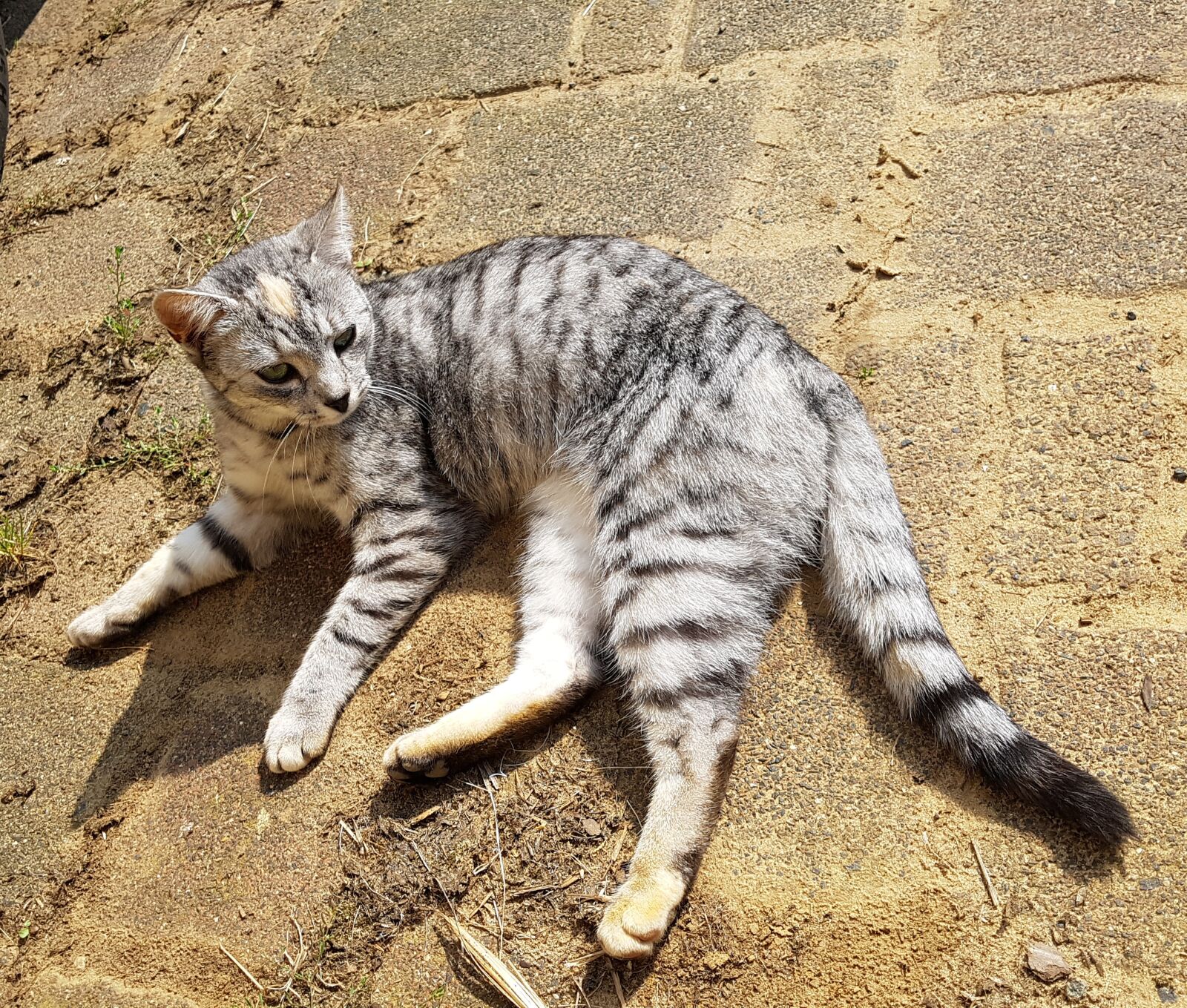 Samsung Galaxy S7 sample photo. Cat, tiger, animal photography