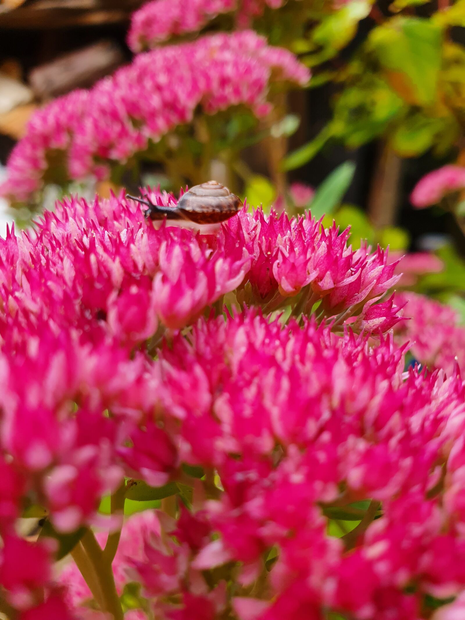 Samsung SM-G973F sample photo. Snail, pink, flowers photography