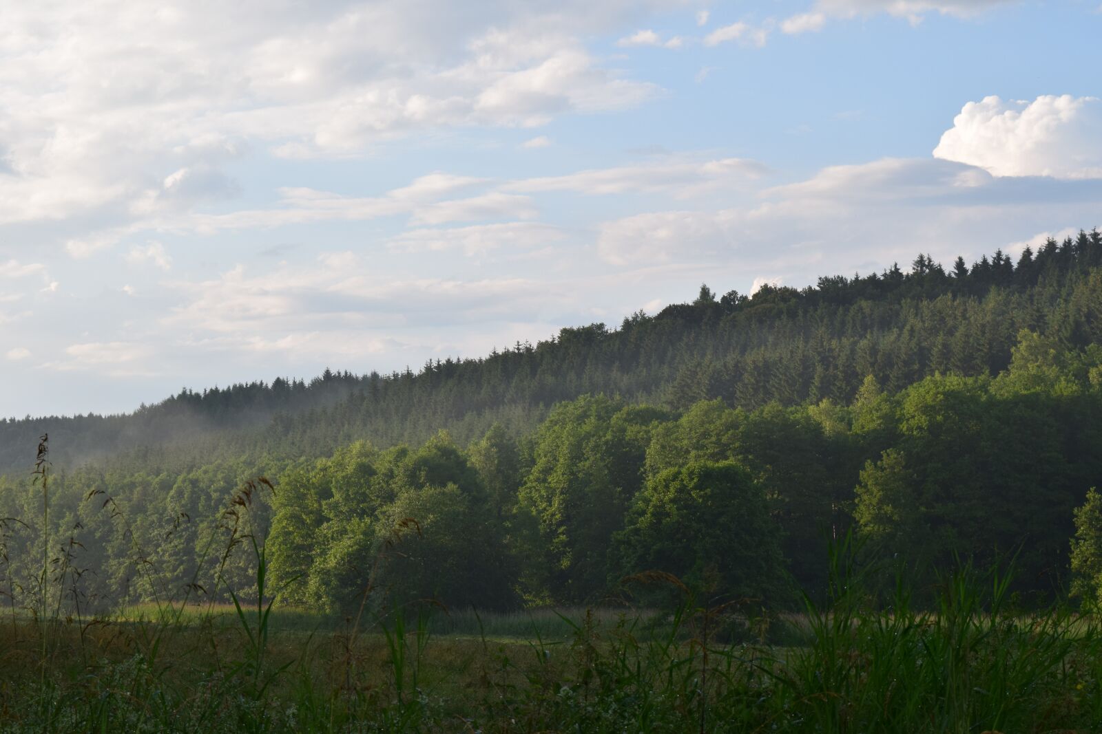 Nikon D3300 sample photo. Forest, haze, landscape photography