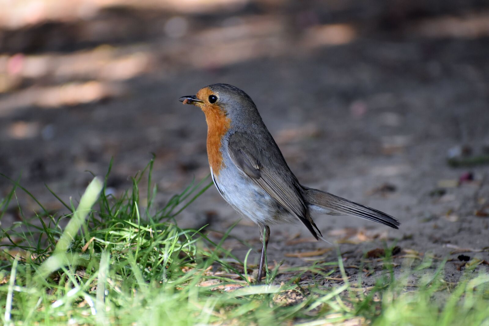Nikon D3500 sample photo. Robin, bird, songbird photography