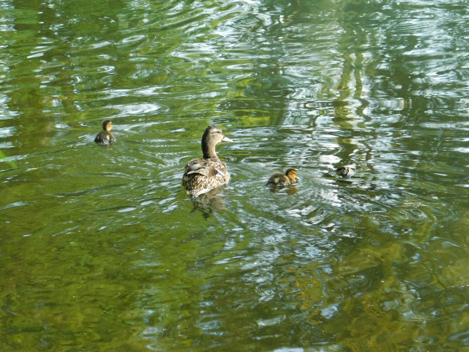 Nikon Coolpix B500 sample photo. Ducks, pond, people's park photography