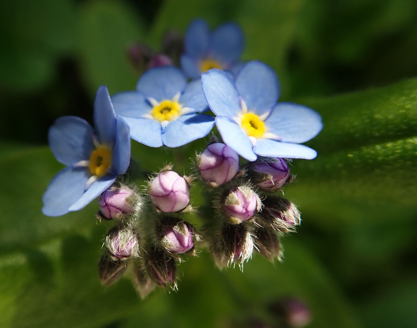 Olympus TG-5 sample photo. Forget me not, flower photography