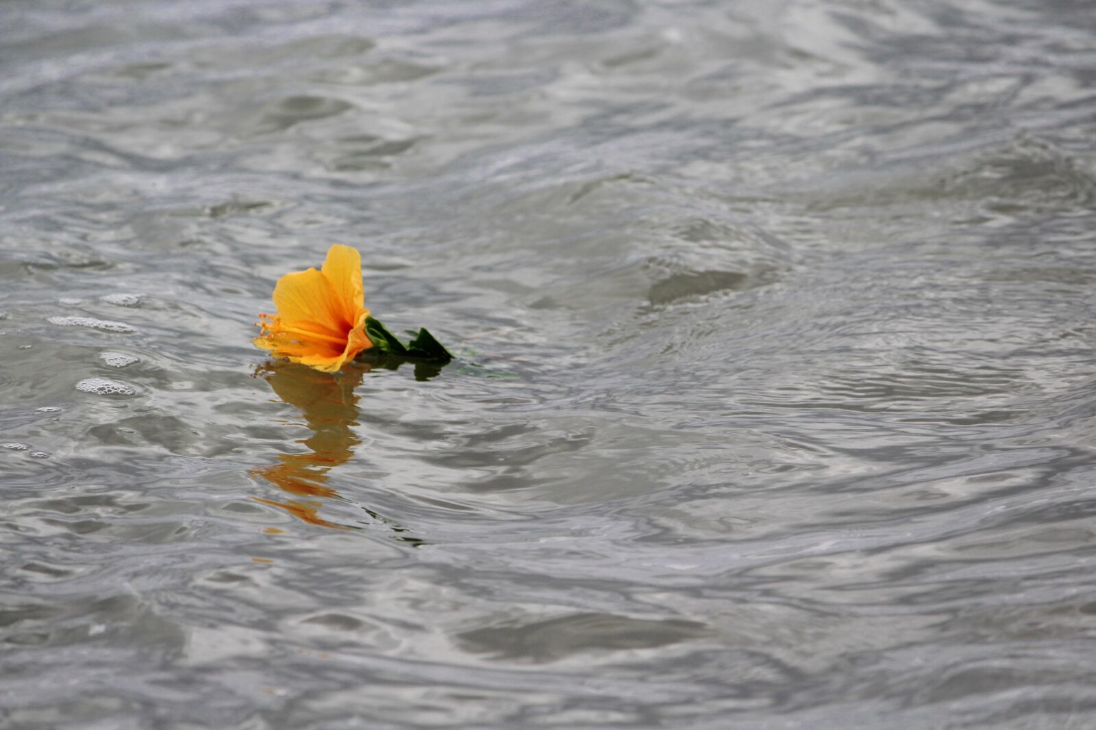 Canon EOS 1200D (EOS Rebel T5 / EOS Kiss X70 / EOS Hi) sample photo. Mar, yellow flower, delivery photography