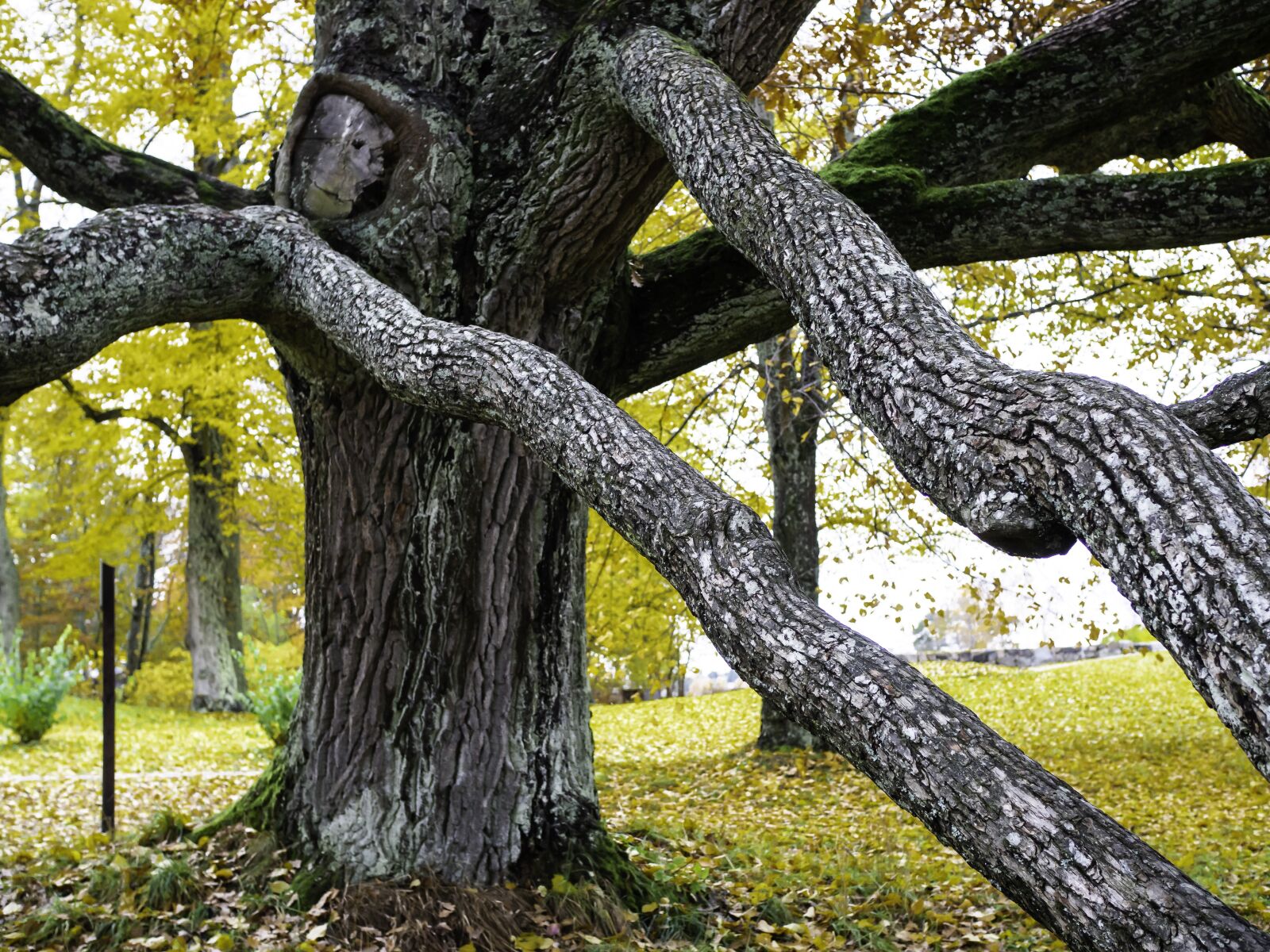 Olympus M.Zuiko Digital 25mm F1.8 sample photo. Oak, tree, old photography