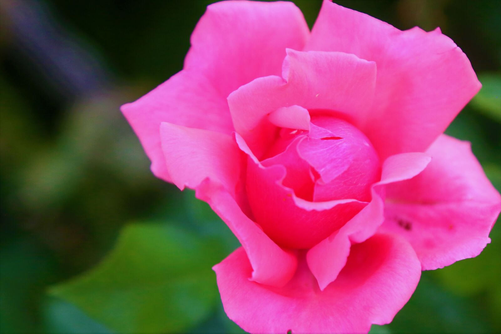 Canon EF 24-105mm F4L IS USM sample photo. Rose, natural, spring photography