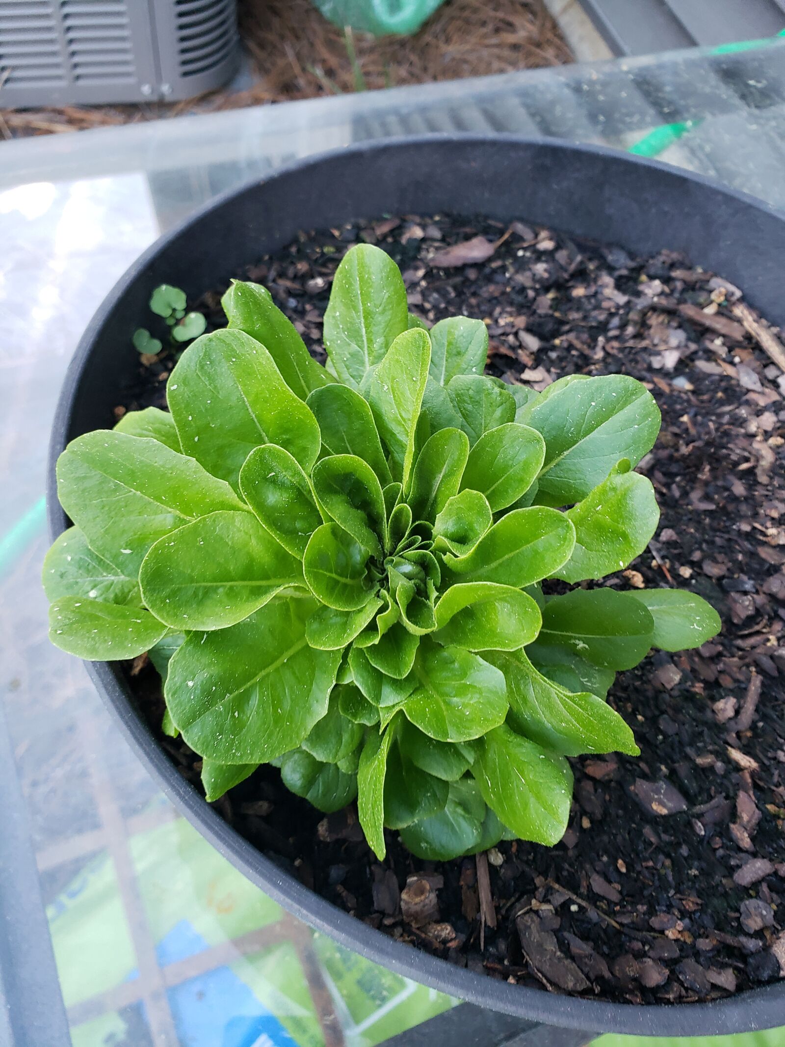 Samsung Galaxy S9 sample photo. Lettuce, food, grow photography