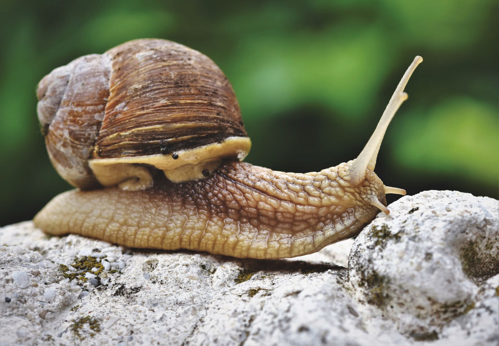 Nikon D7200 sample photo. Snail, shell, mollusk photography